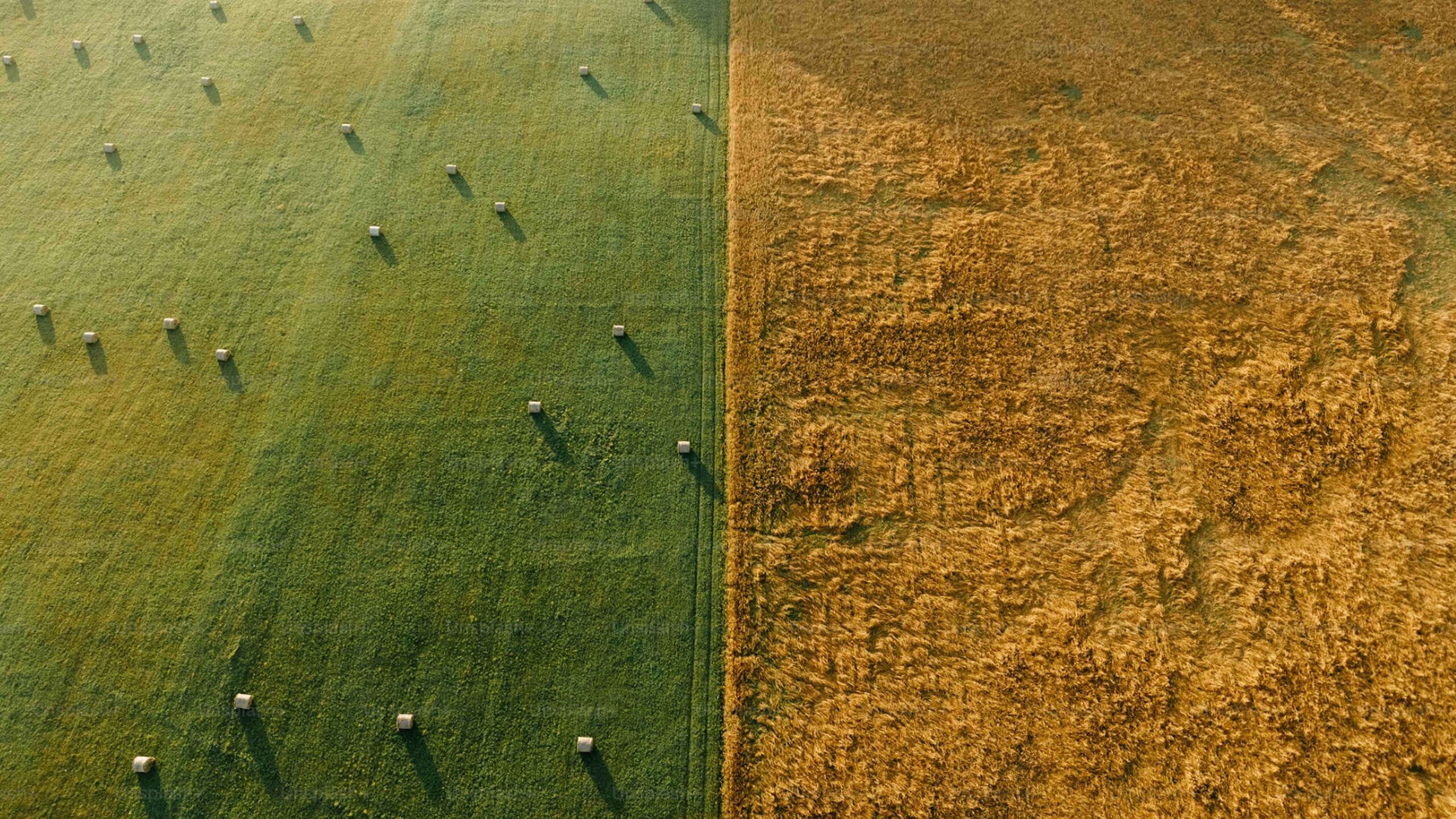 Top‑down landscape showing hay bales casting long shadows across a vibrant green field
