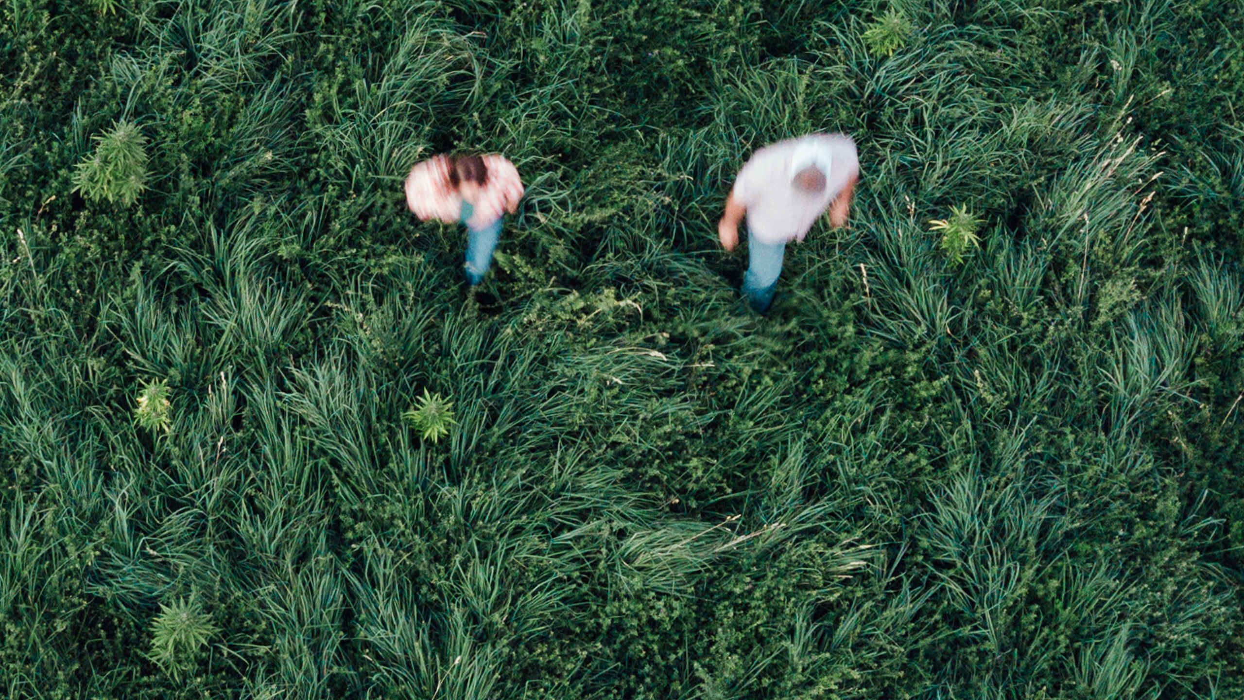 Two people moving through tall green grass, seen from above.