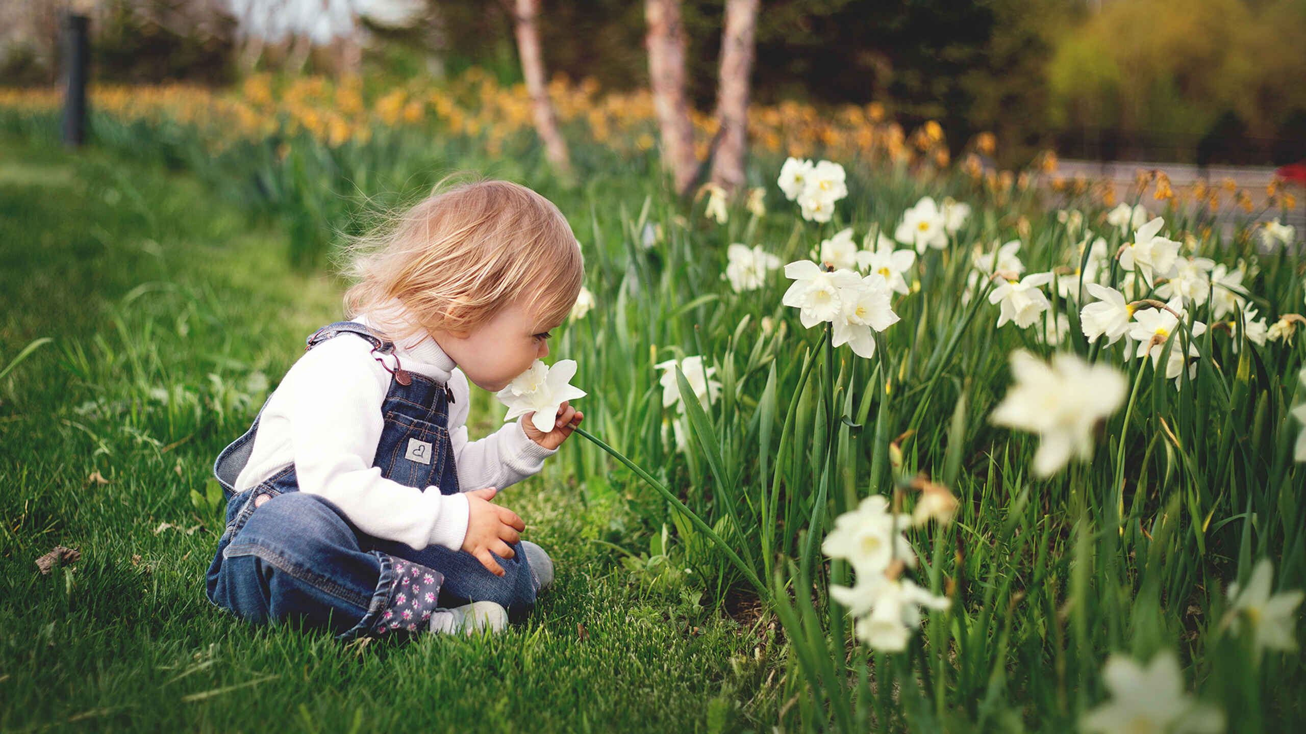 Young child sitting in a grassy field, gently smelling a white daffodil