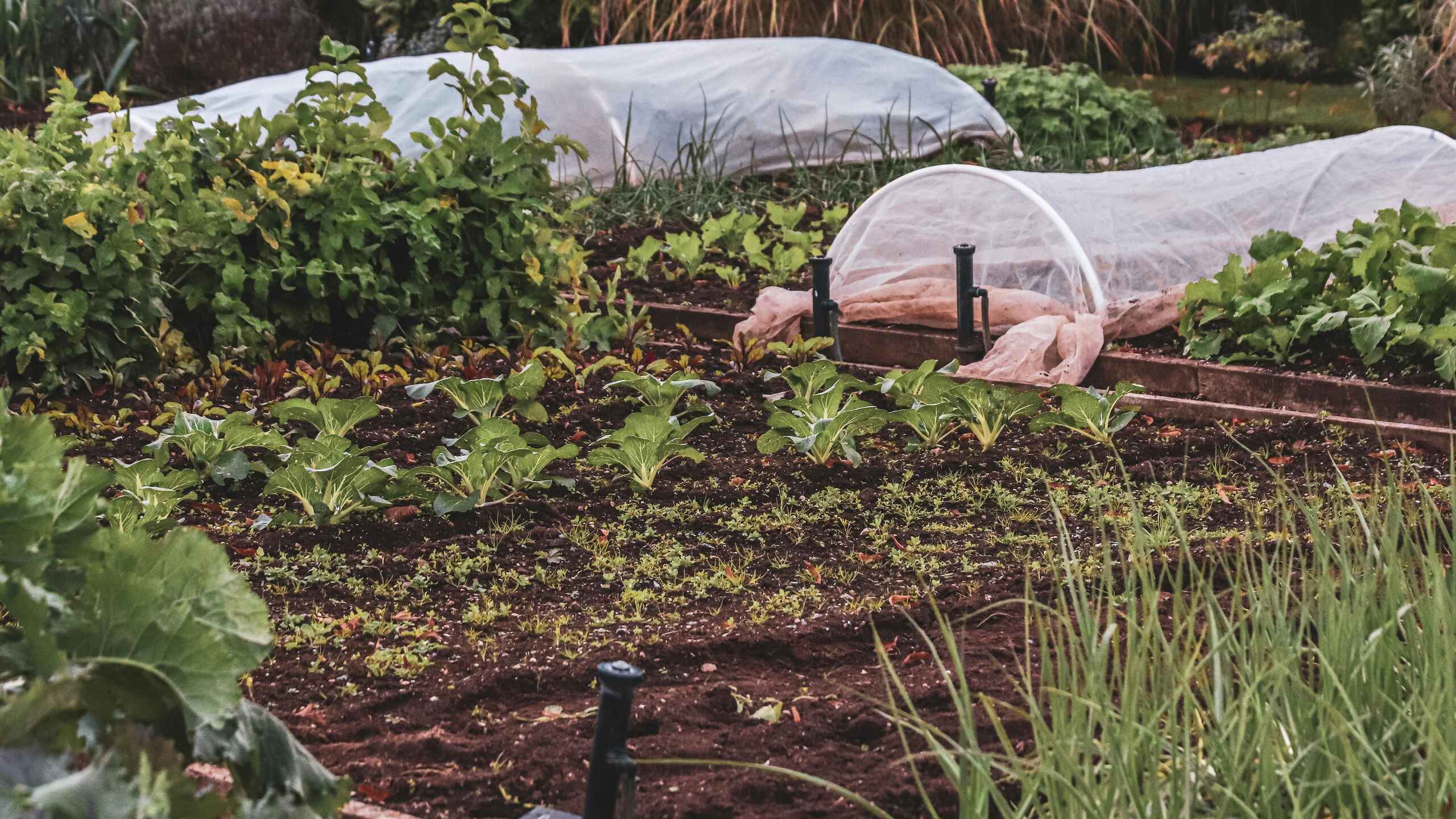 Vegetable garden beds with row covers protecting young plants and seedlings