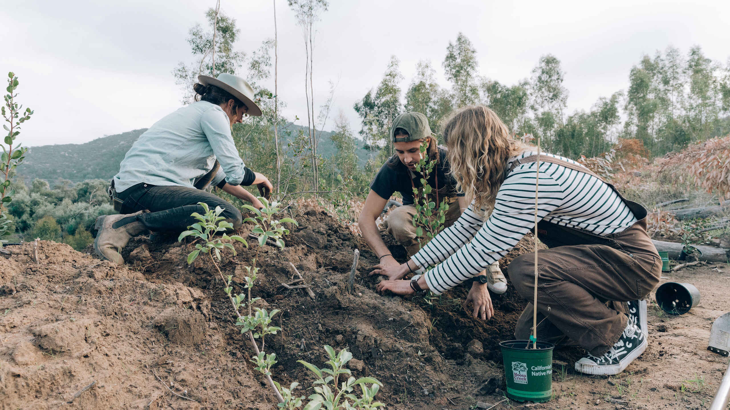 Three people planting native seedlings together in a hillside restoration project