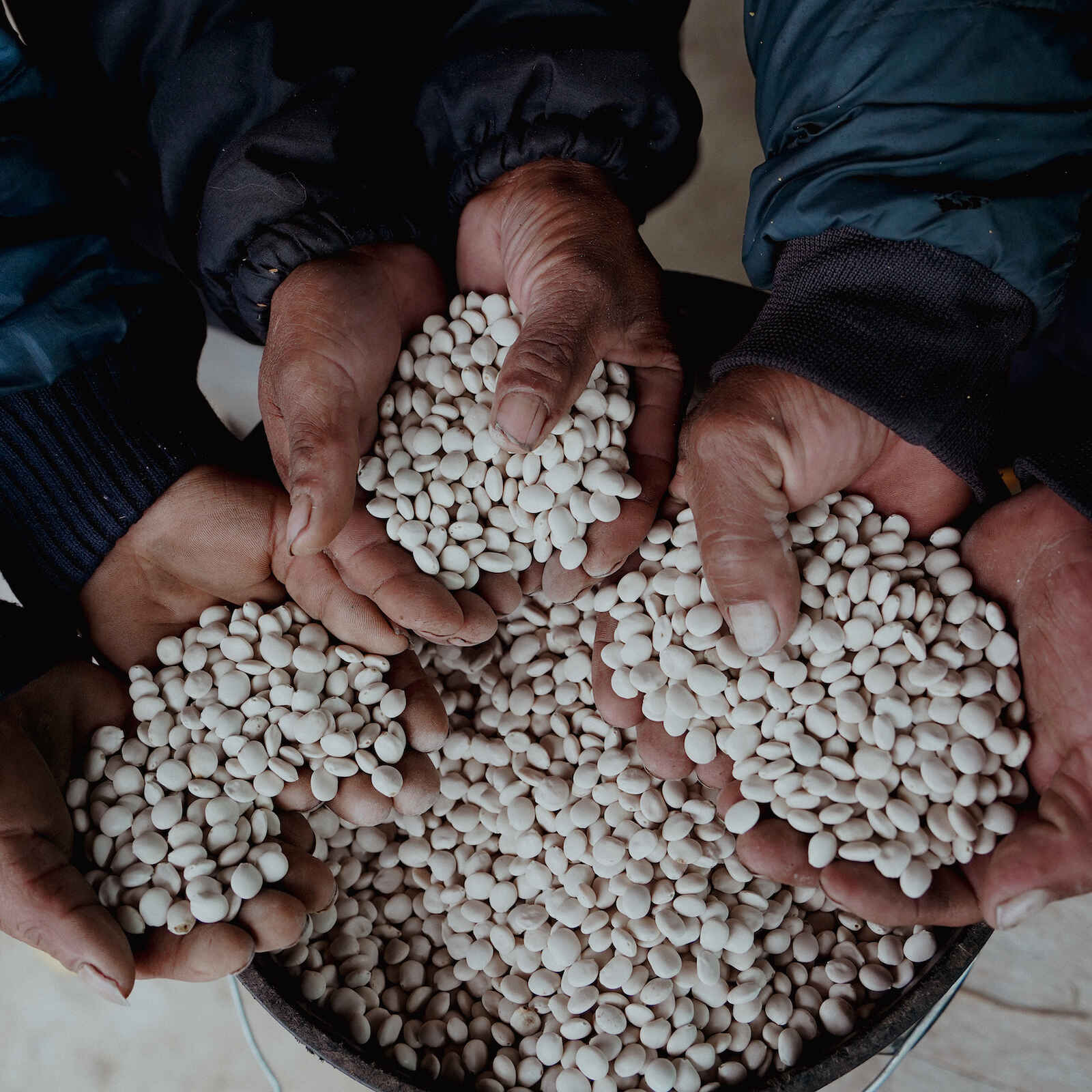 Hands holding white legume seeds over a container during harvest