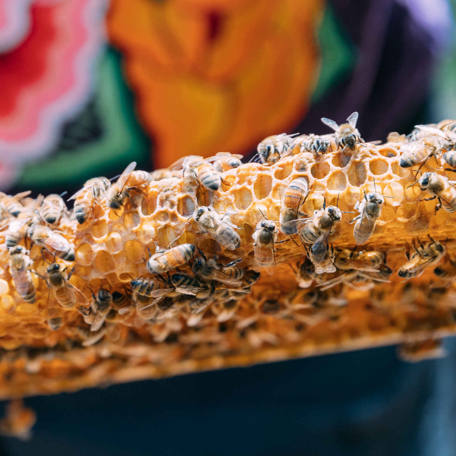 Honeybees clustered on a wooden frame filled with hexagonal comb cells inside a hive