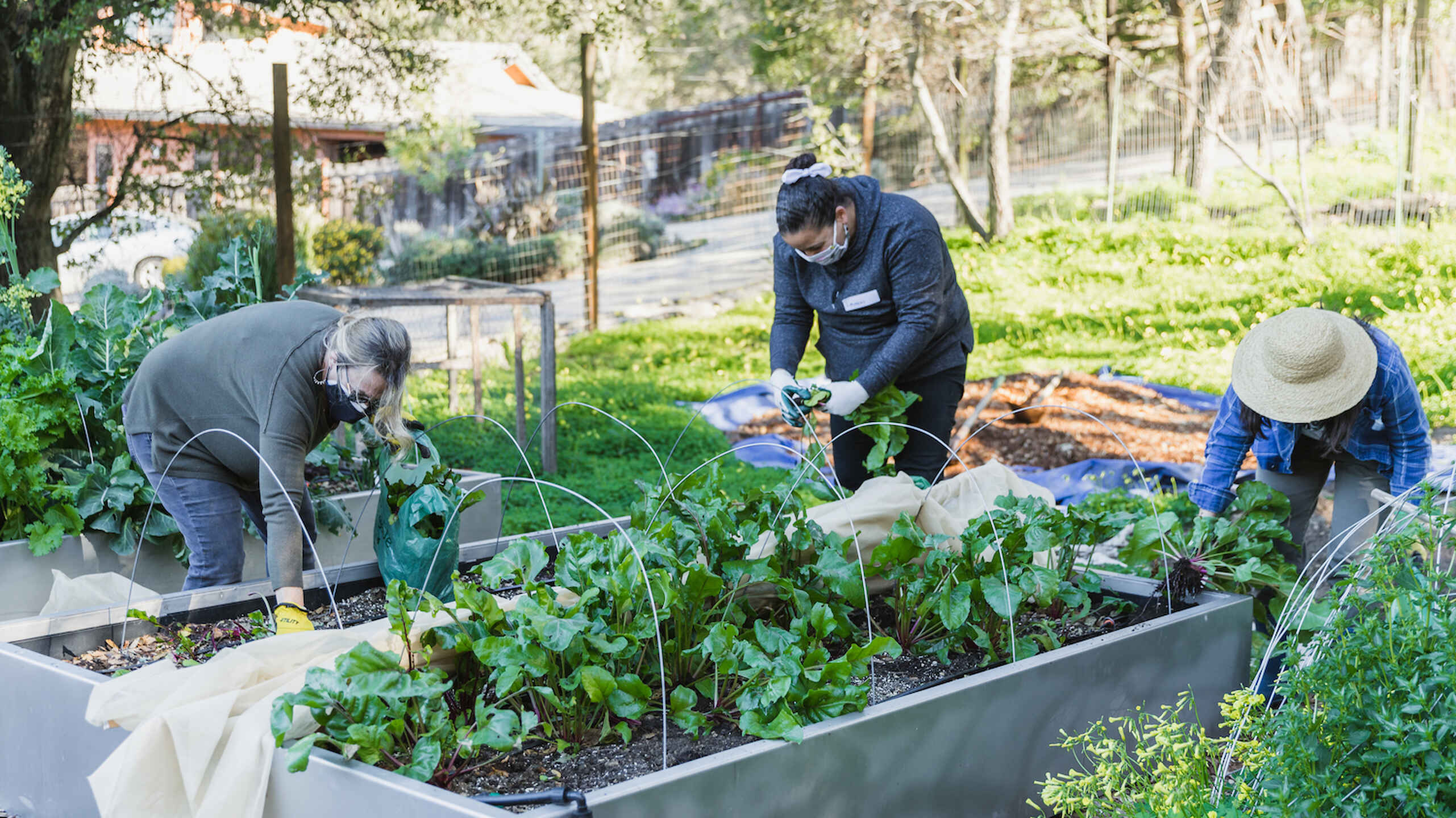 Three people tend to vegetables in raised garden beds at an urban farm