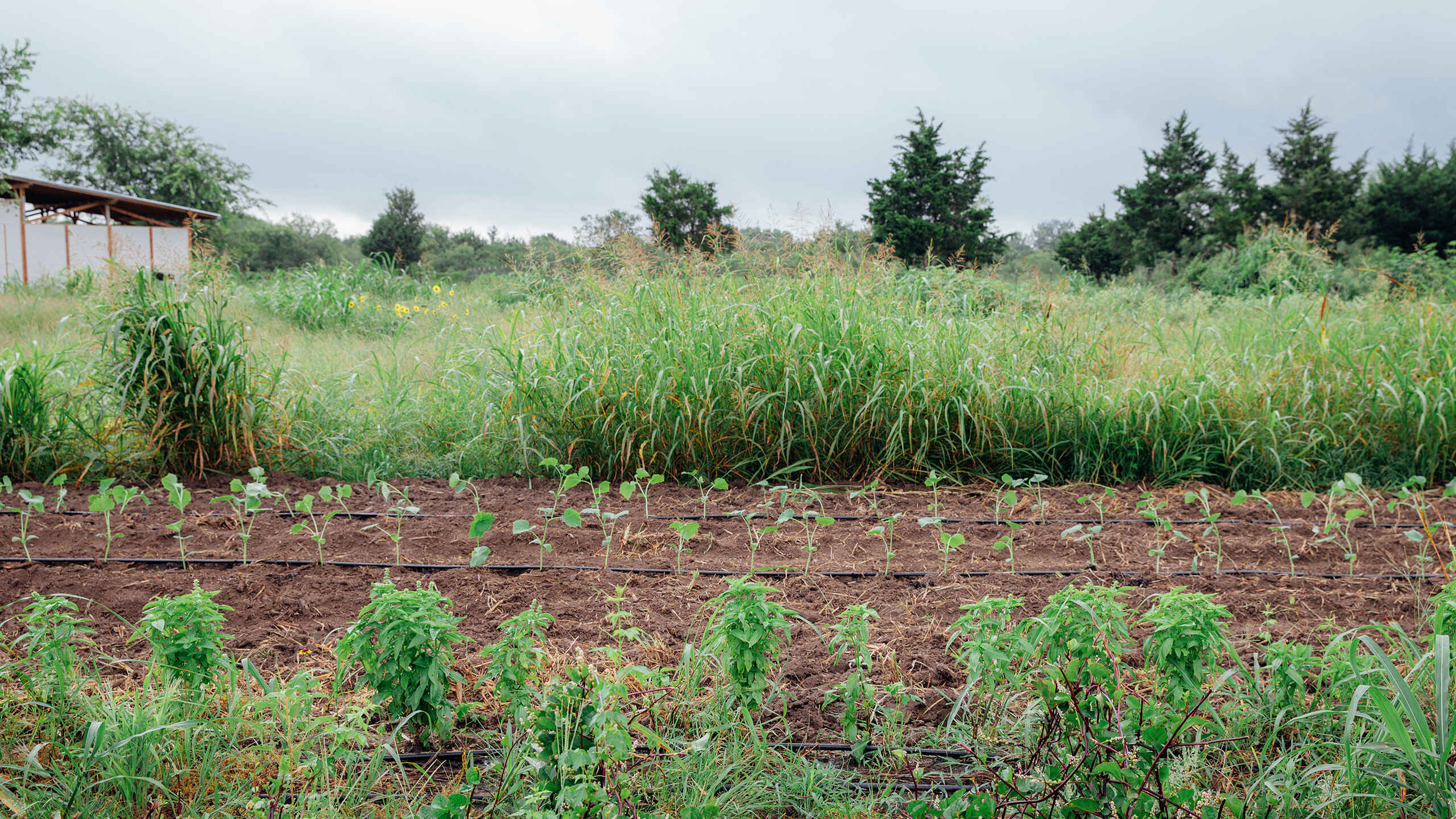 Farm field with irrigated crop rows, tall grass, and evergreen trees in the distance