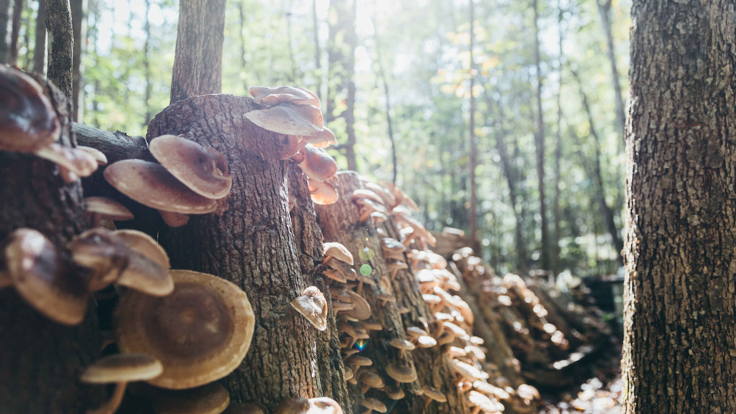 Shelf fungi growing on fallen logs in a forest woodland setting