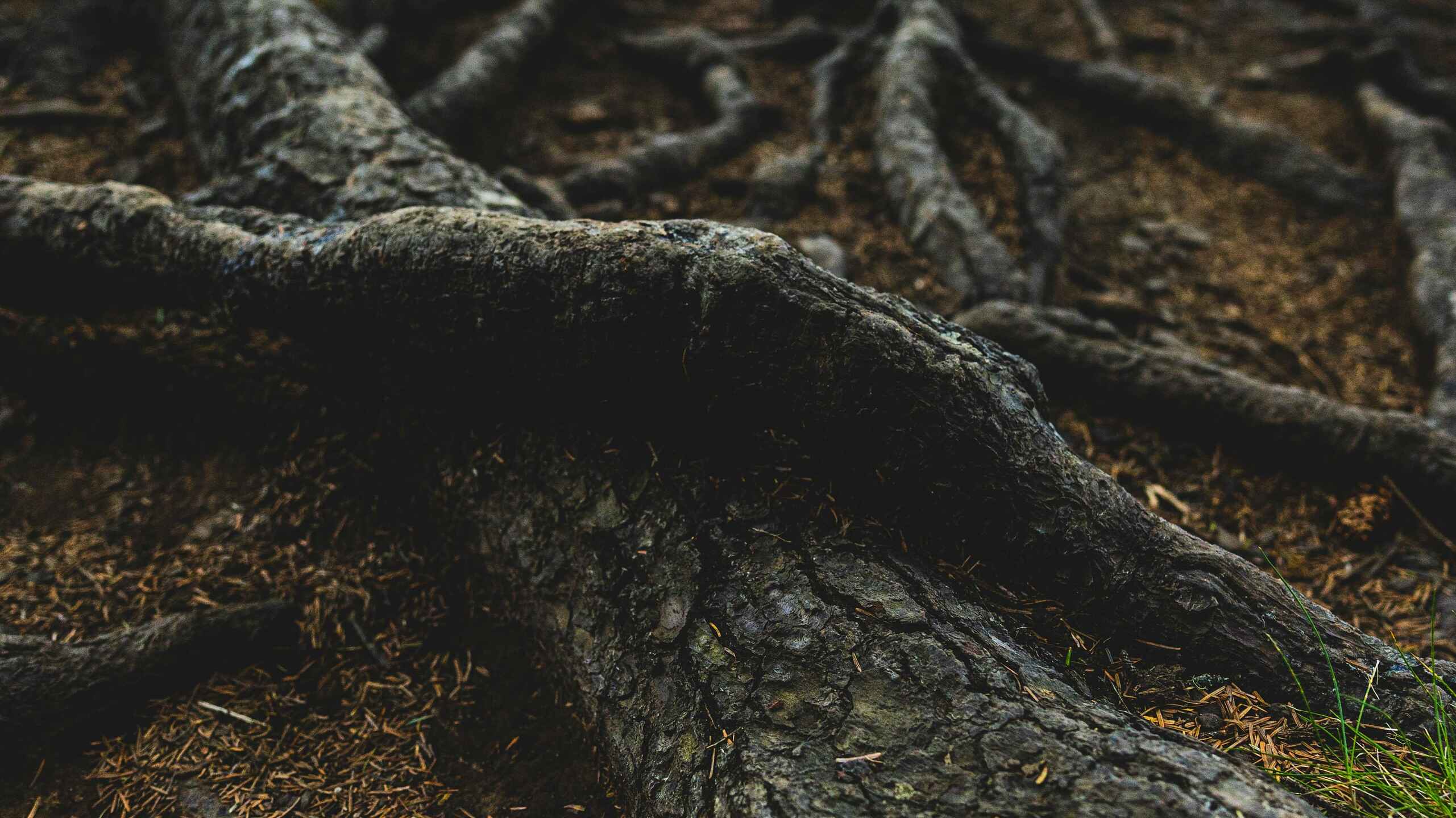 Exposed tree roots spreading across soil and forest ground, demonstrating how root systems anchor and nourish trees