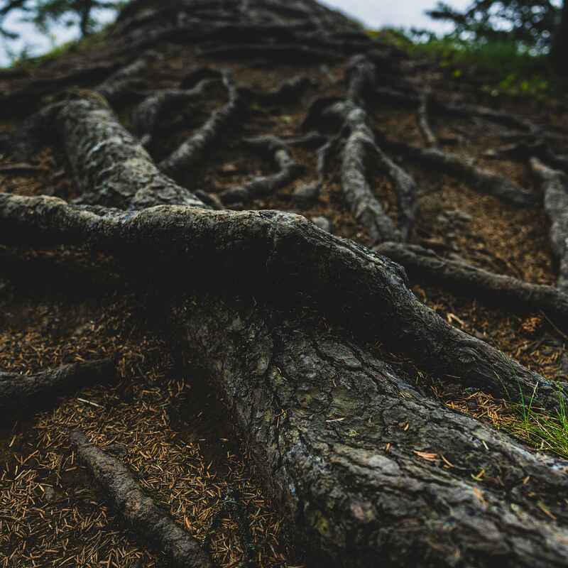 Exposed tree roots spreading across soil and forest ground, demonstrating how root systems anchor and nourish trees