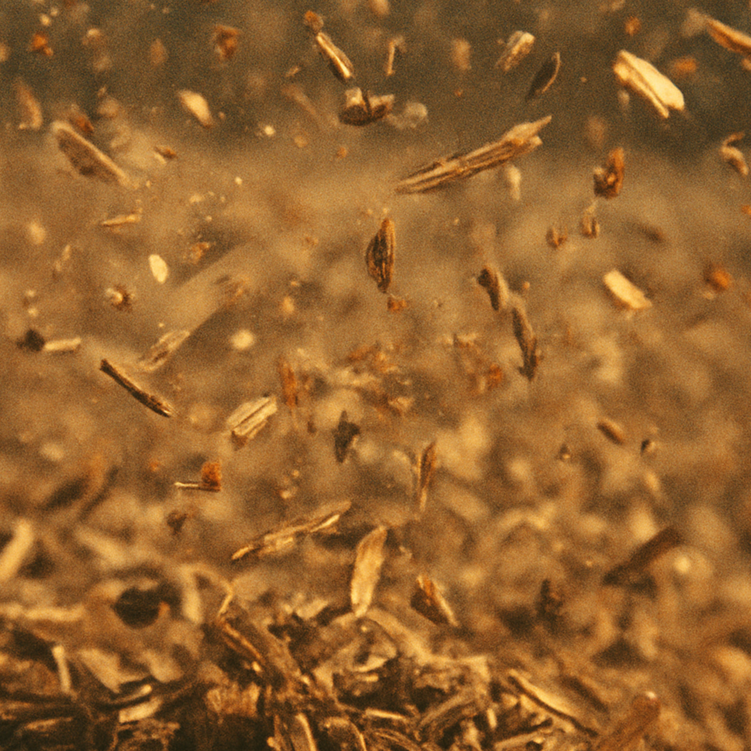 Brown seeds suspended in mid-air with shallow depth of field