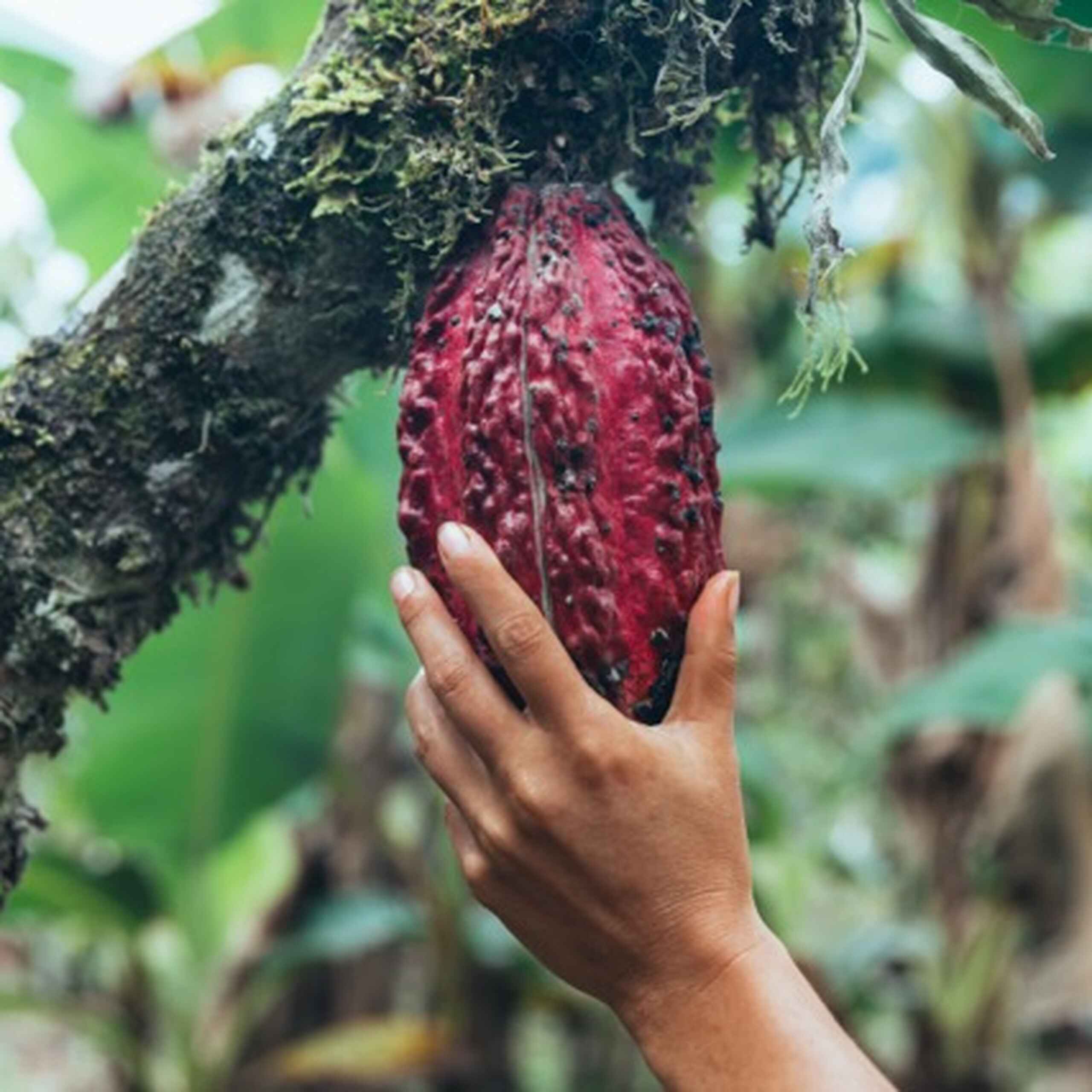 Hand holding a ripe cacao pod on a moss-covered branch in a tropical forest