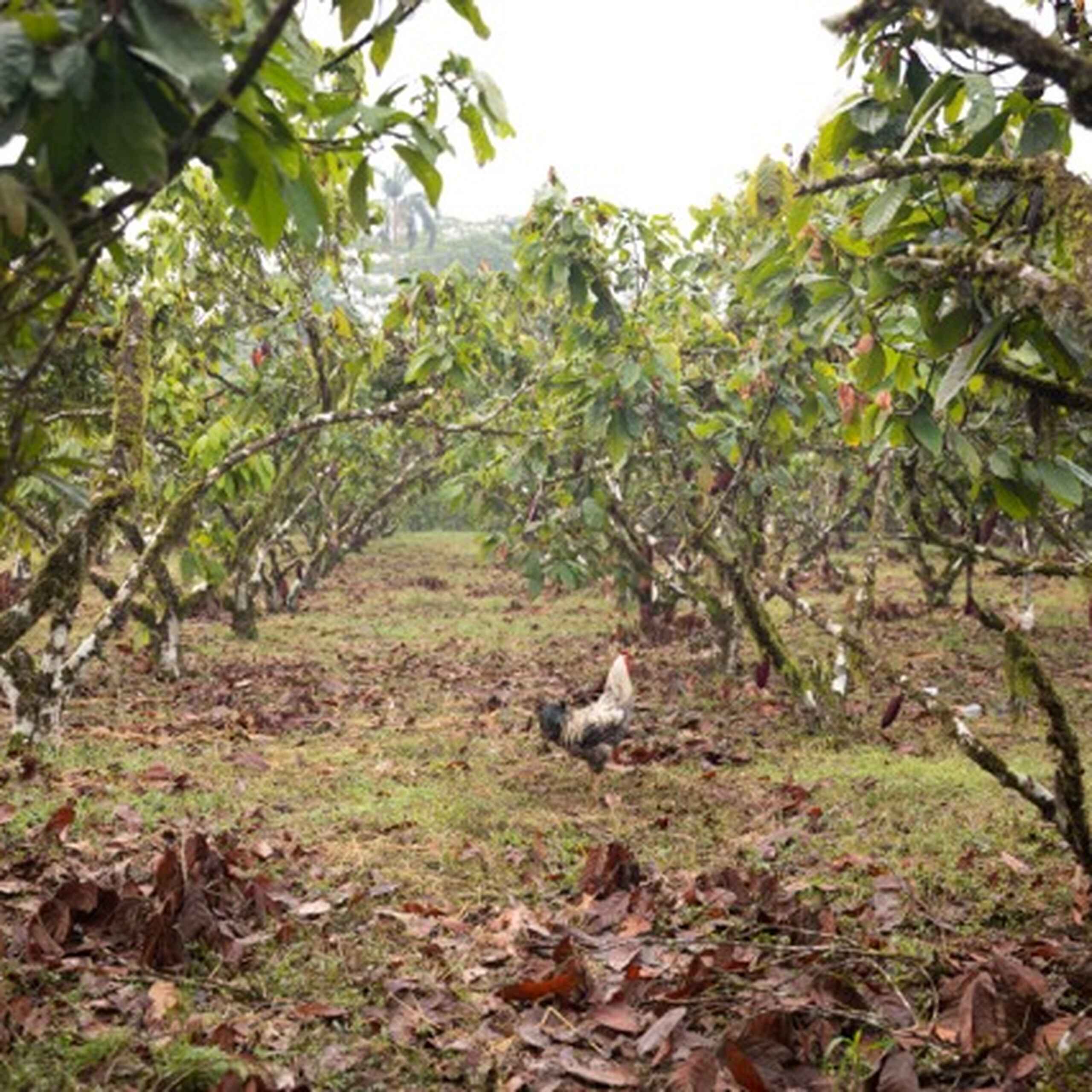 A farmer walks through rows of cacao trees in a tropical plantation