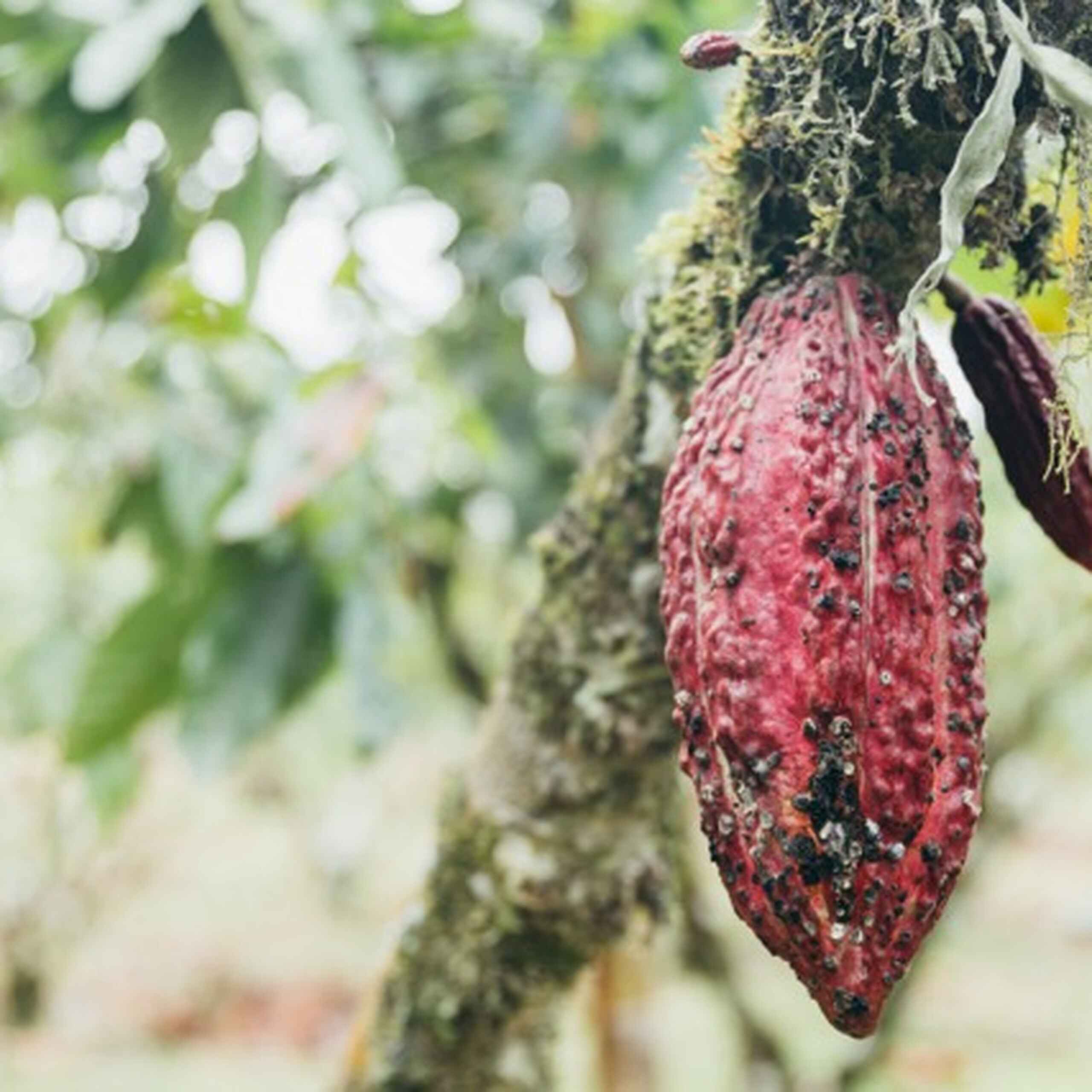 Ripe cacao pod hanging from a moss-covered tree branch in a tropical forest