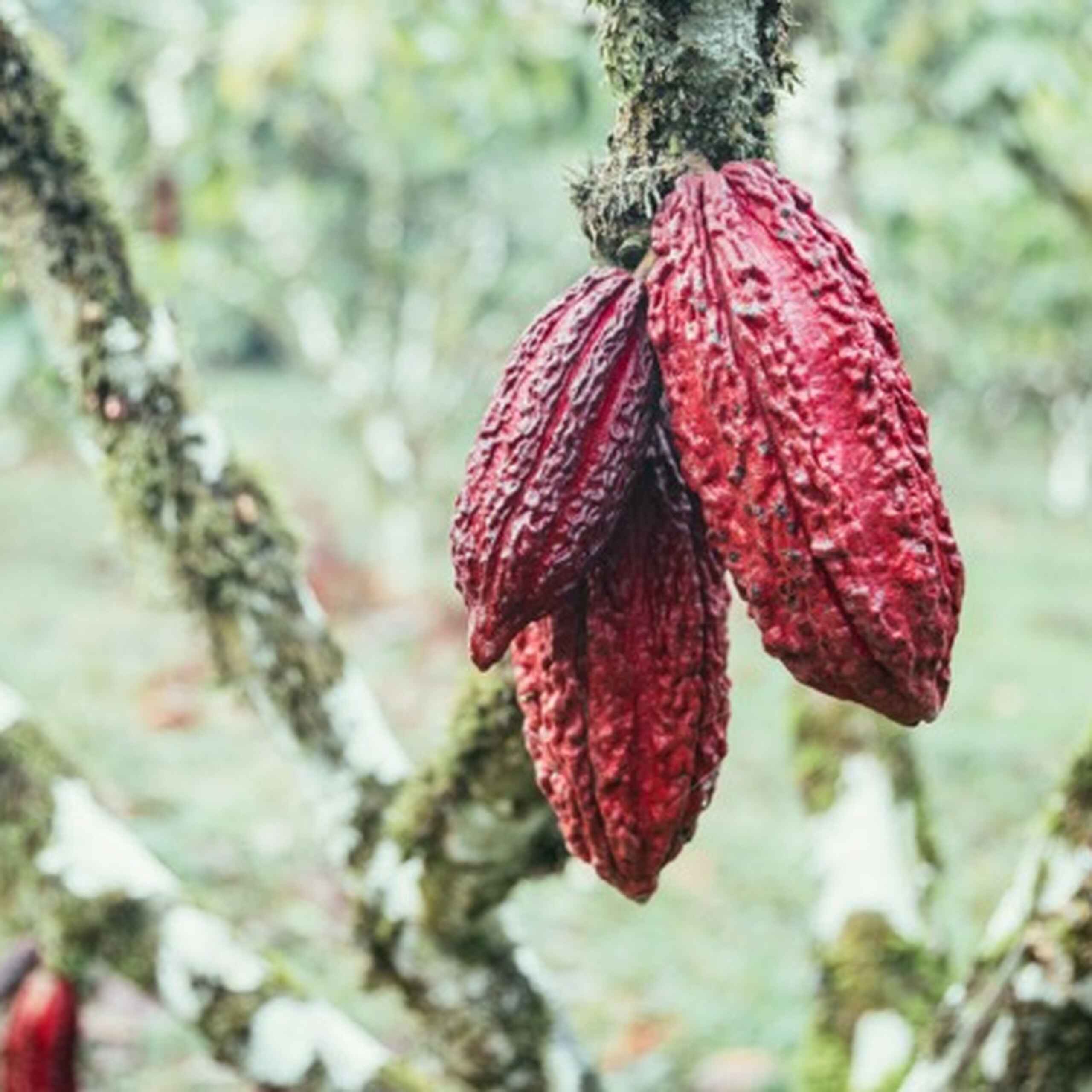 Red cacao pods hanging from a moss-covered tree branch in a tropical forest