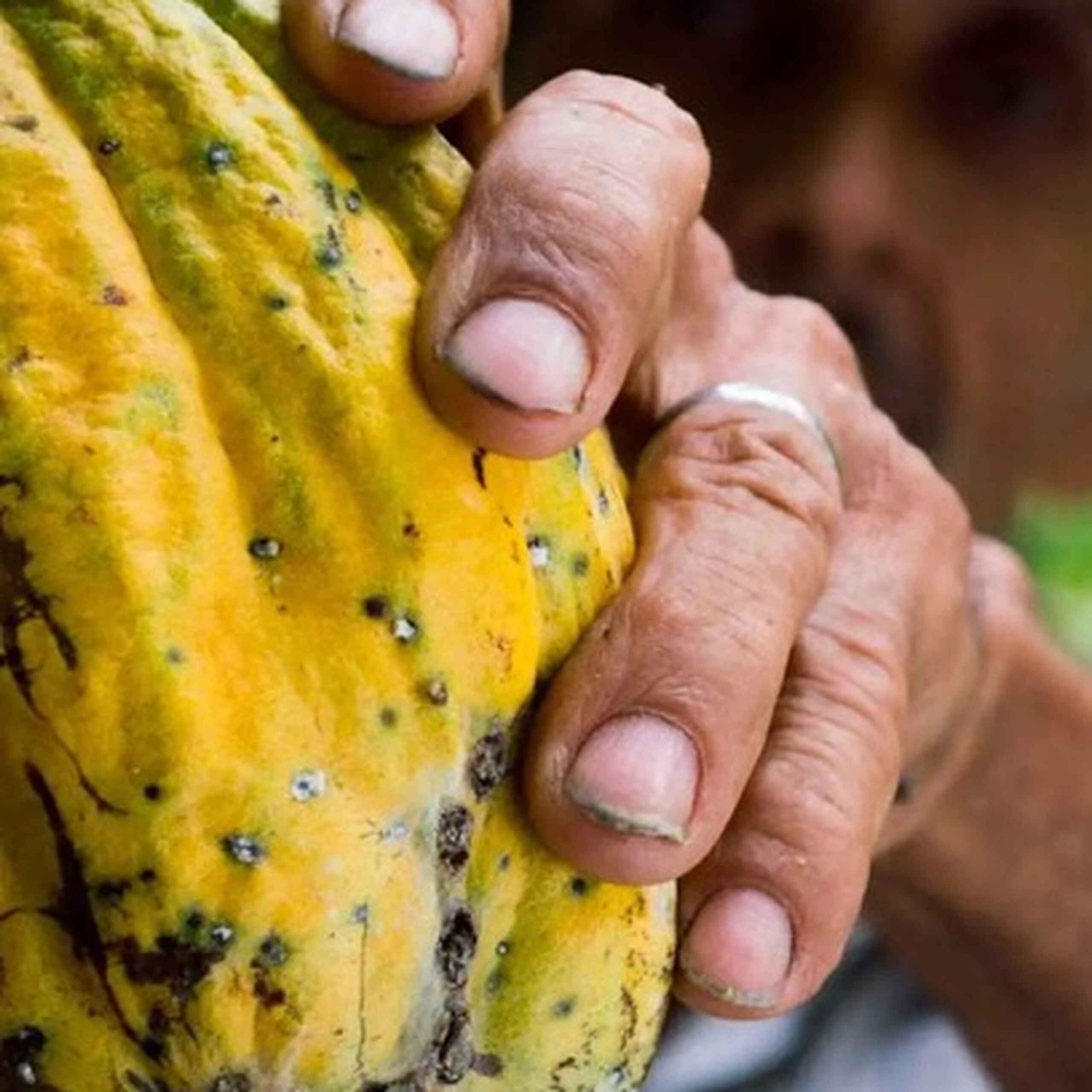 Farmer's hands holding a ripe yellow cacao pod