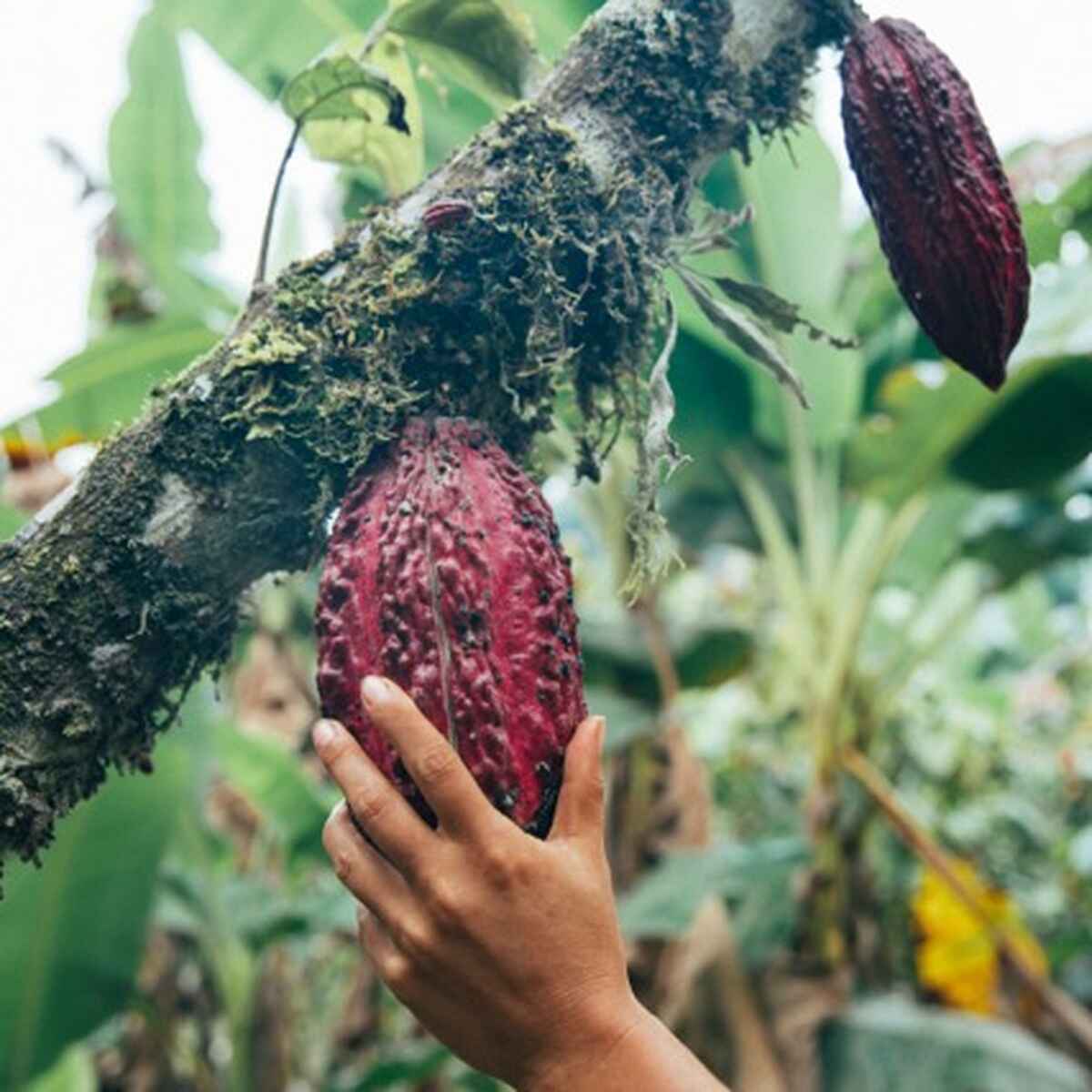 Hand touching a ripe cacao pod growing on a tree branch