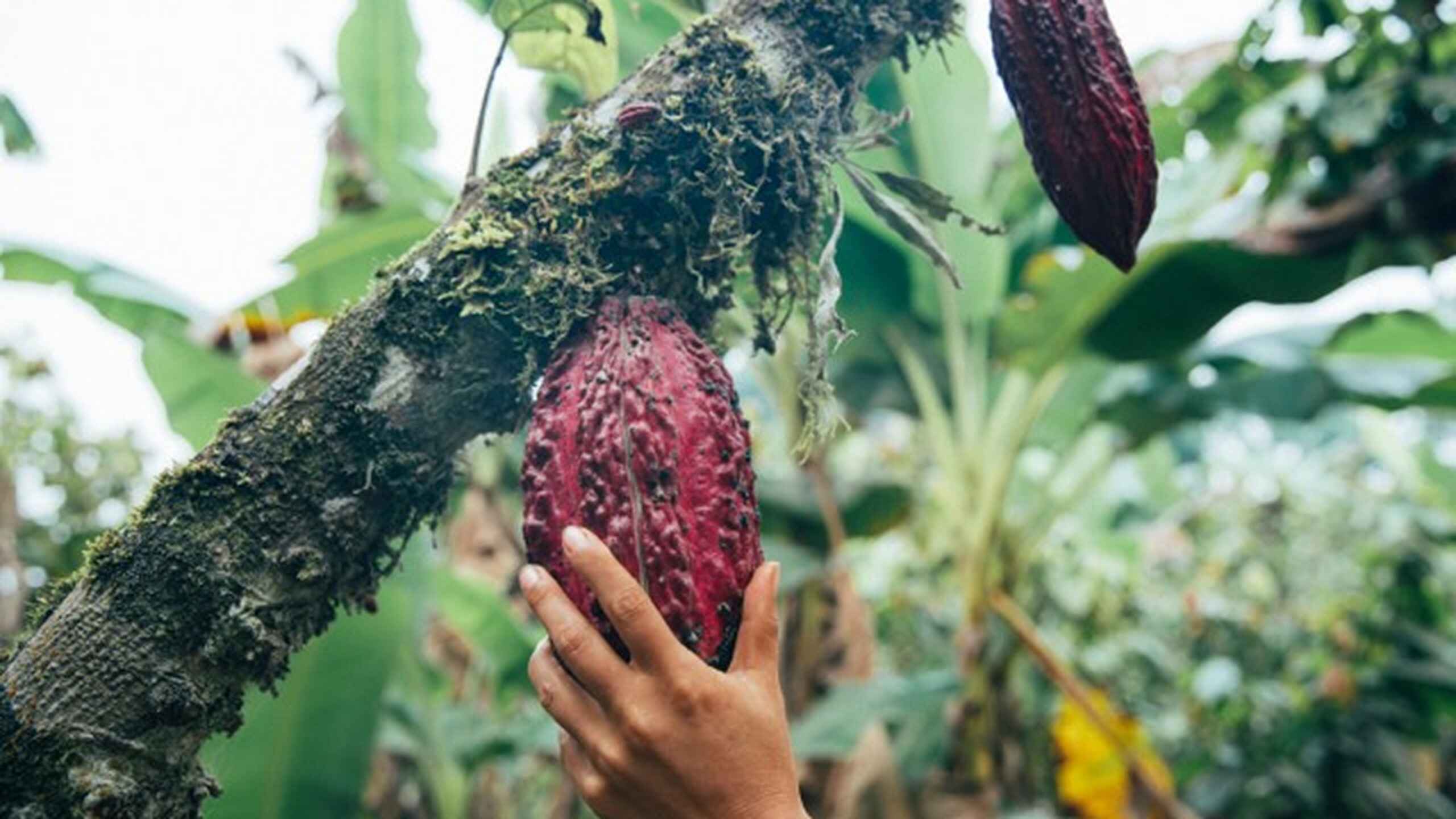 Hand touching a ripe cacao pod growing on a tree branch