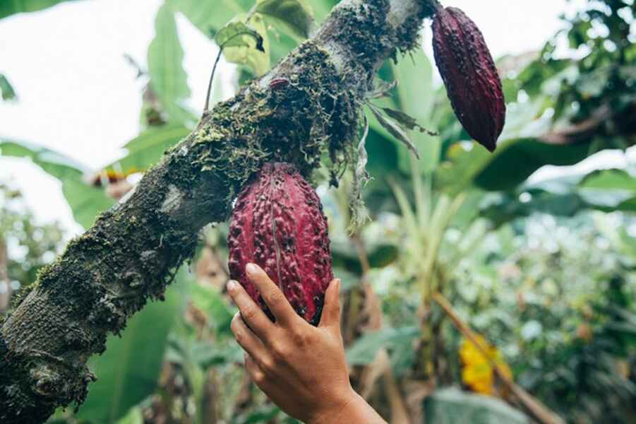 Hand touching a ripe cacao pod growing on a tree branch