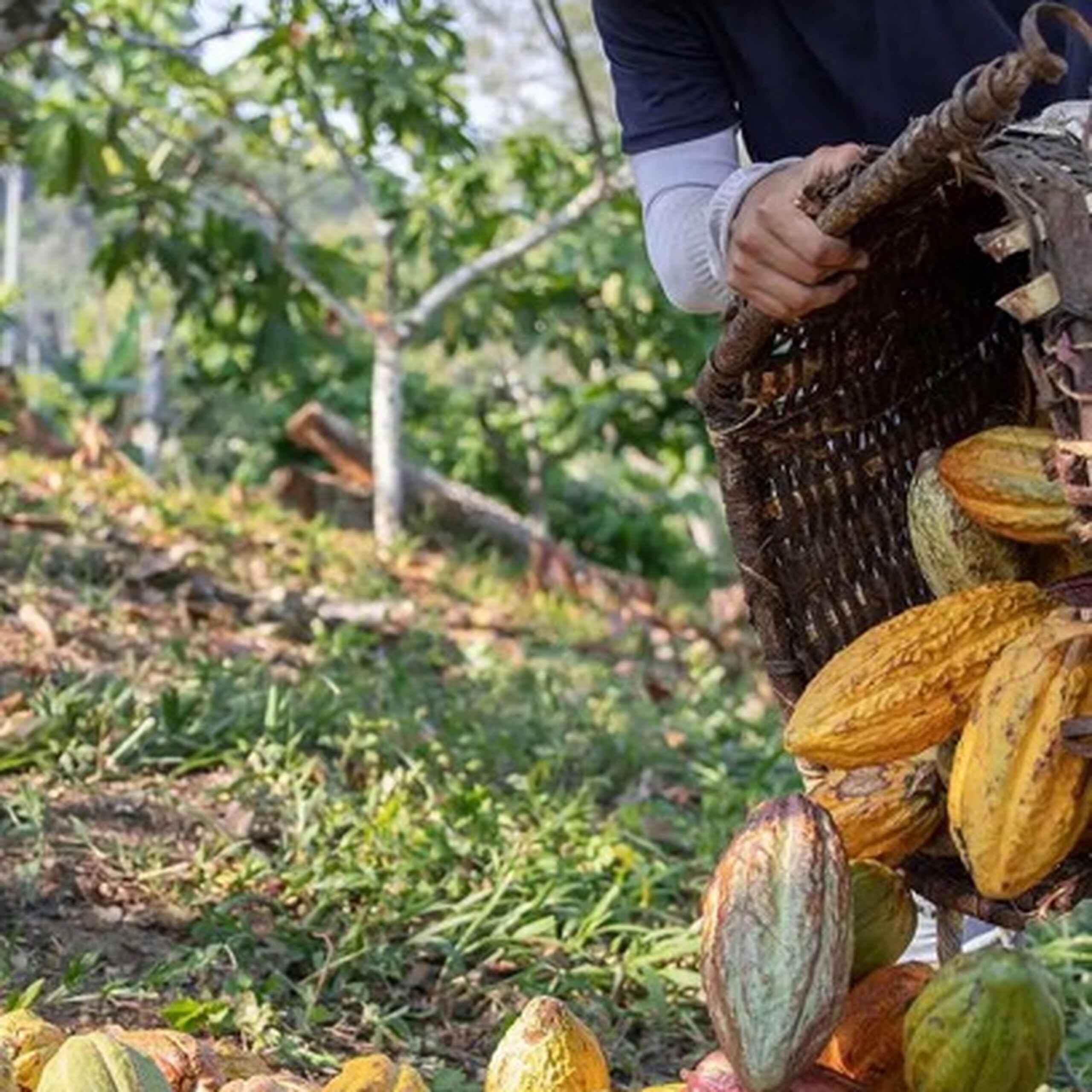Farmer harvesting cacao pods from a tree in a tropical plantation