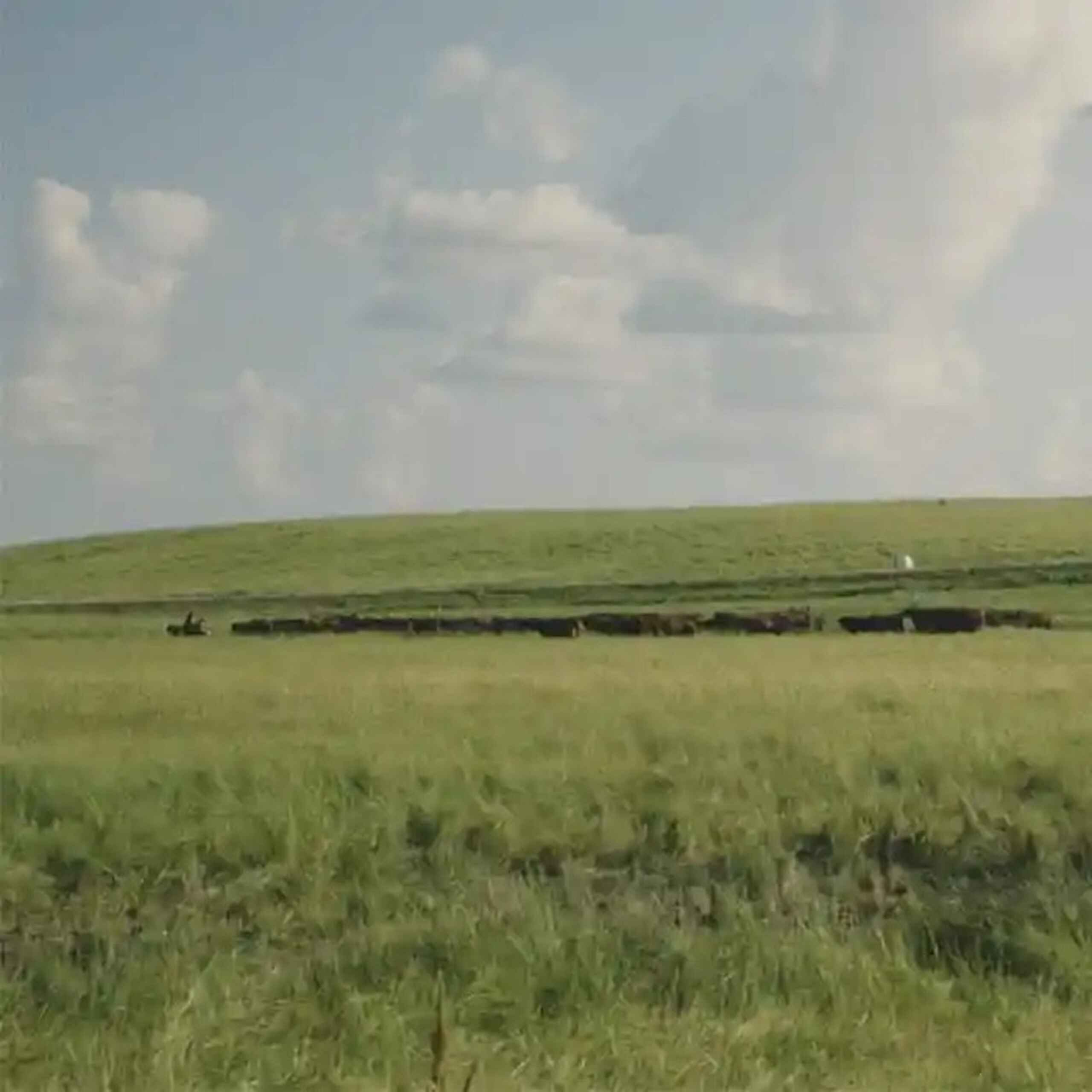 Cattle herd grazing in a lush pasture with rolling green hills under a cloudy sky
