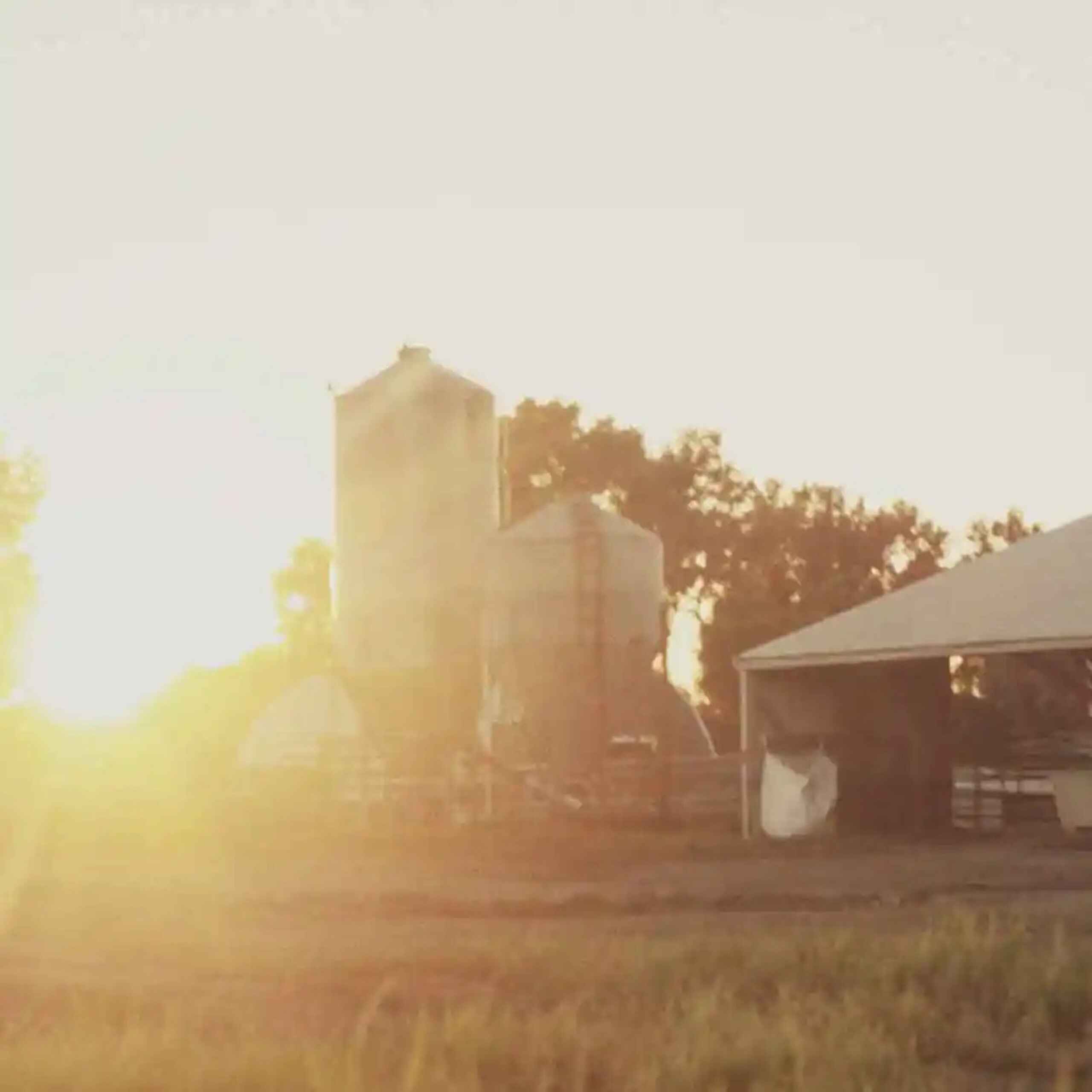 Farm silos and barn at sunrise with golden light filtering through trees