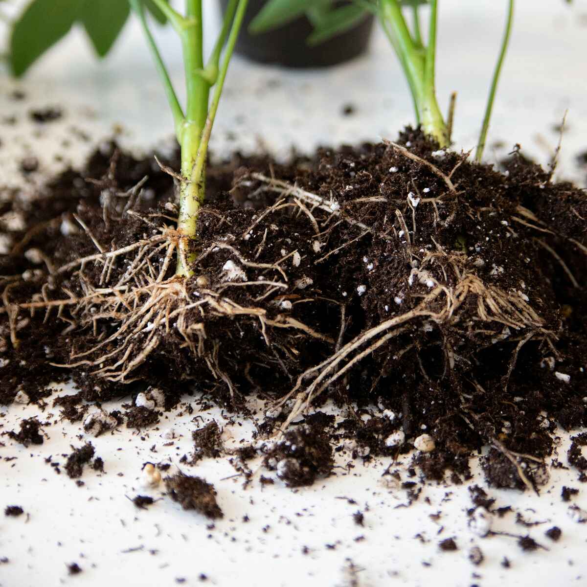 Pl&aacute;ntula joven con sistema radicular visible expandi&eacute;ndose a trav&eacute;s del suelo
