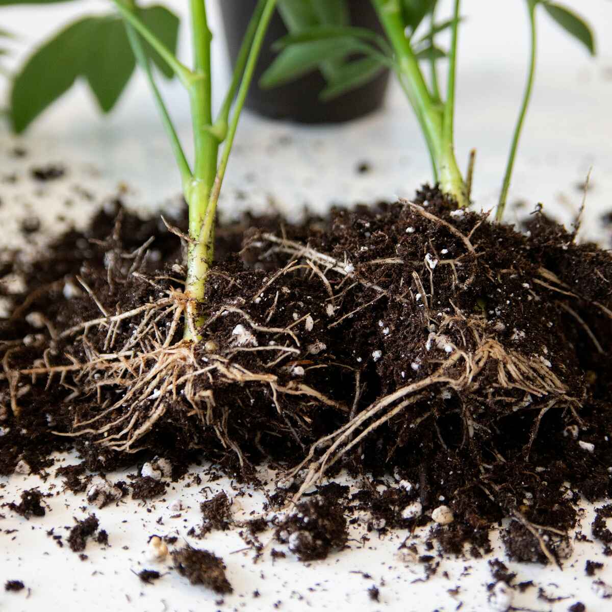 Young seedling with visible root system spreading through soil