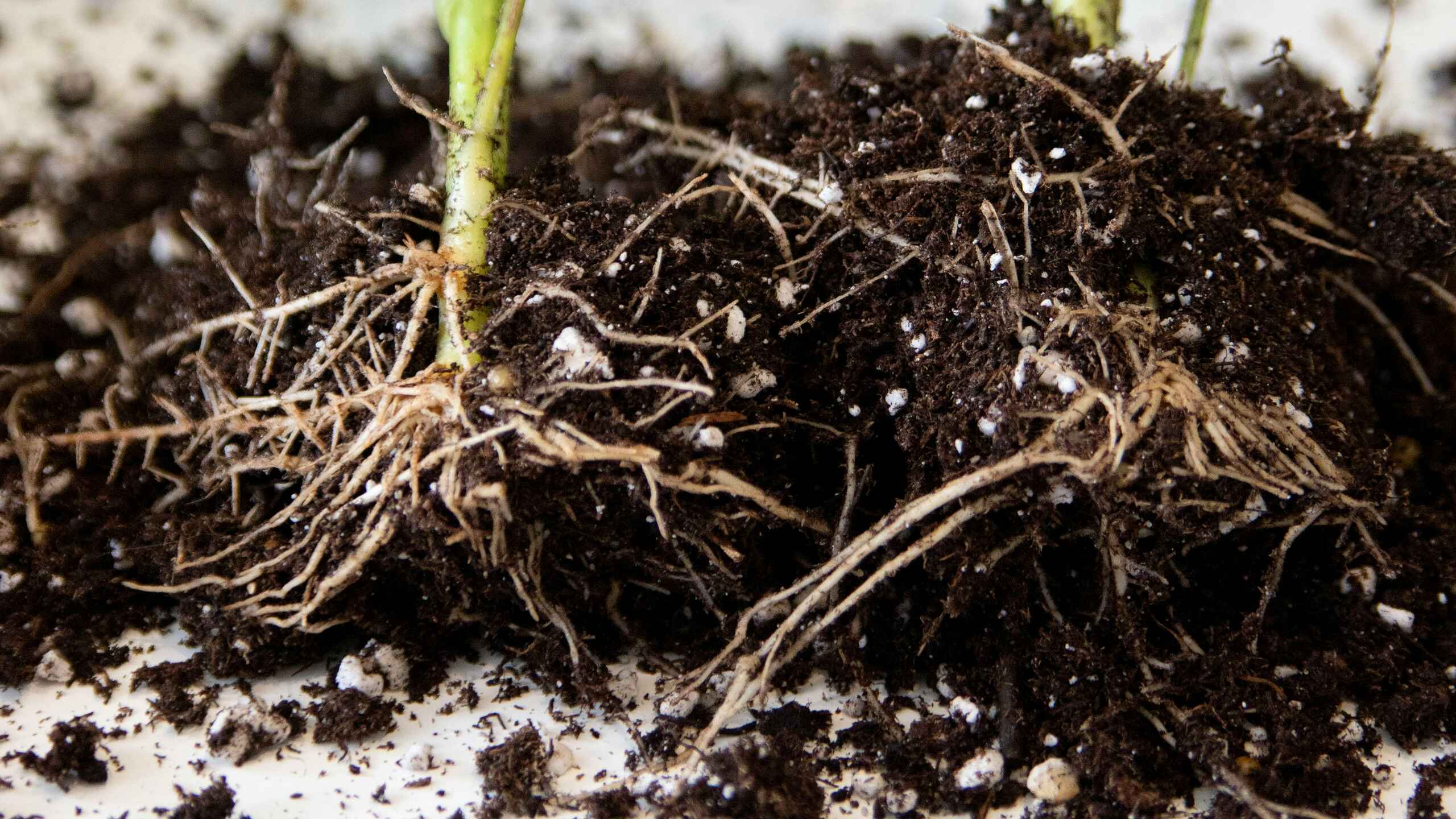 Pl&aacute;ntula joven con sistema radicular visible expandi&eacute;ndose a trav&eacute;s del suelo
