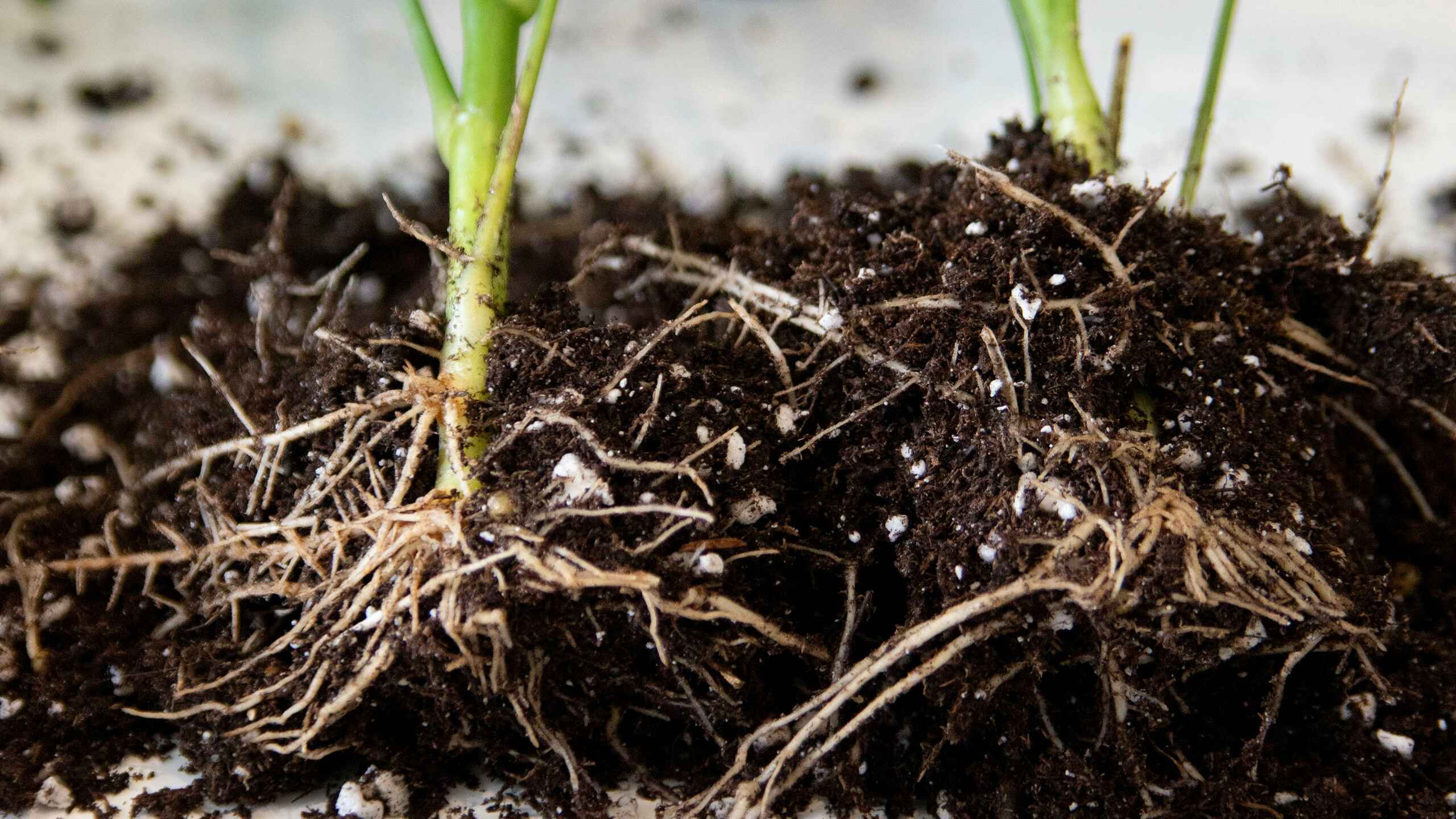 Young seedling with visible root system spreading through soil