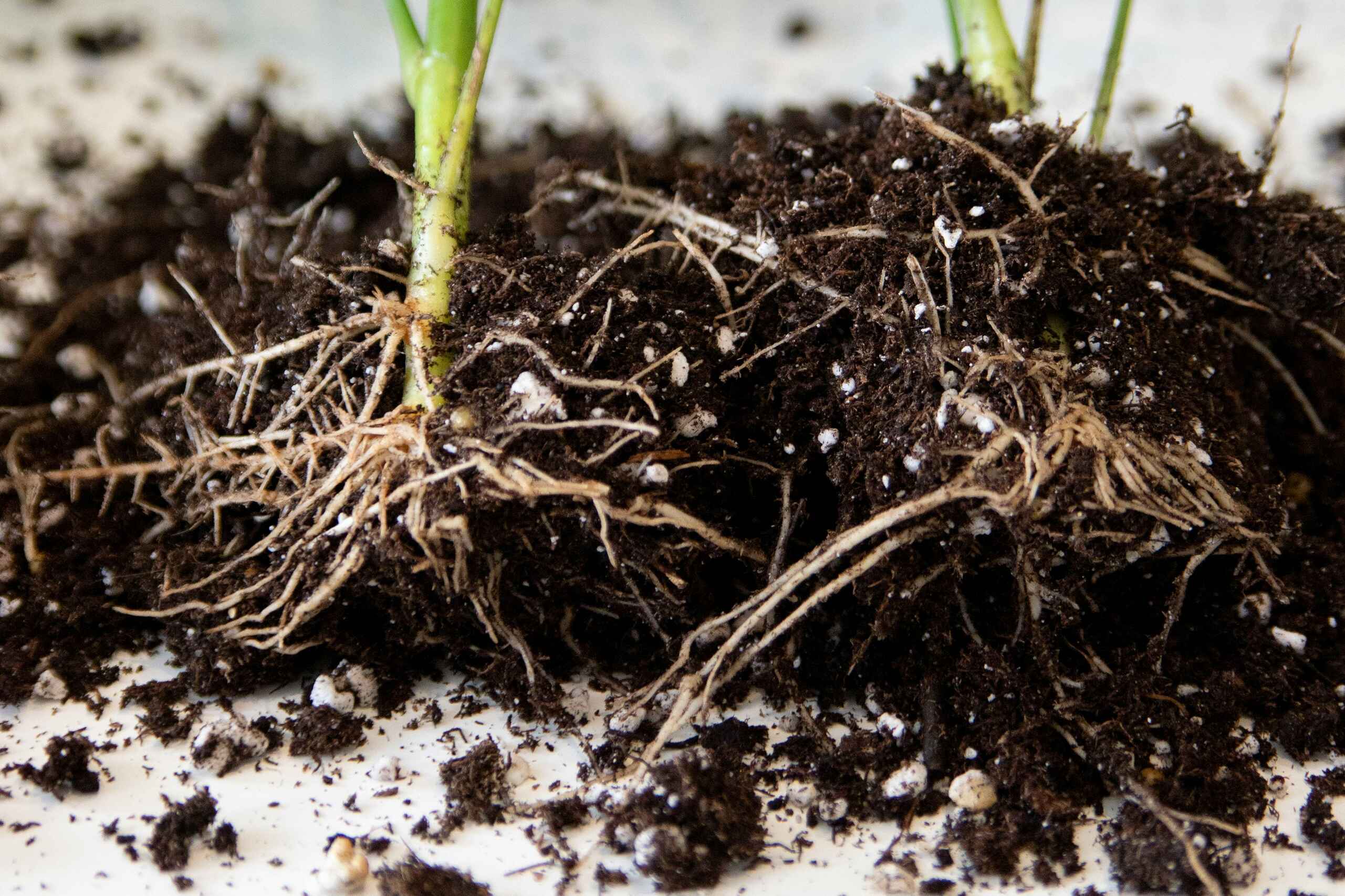 Pl&aacute;ntula joven con sistema radicular visible expandi&eacute;ndose a trav&eacute;s del suelo