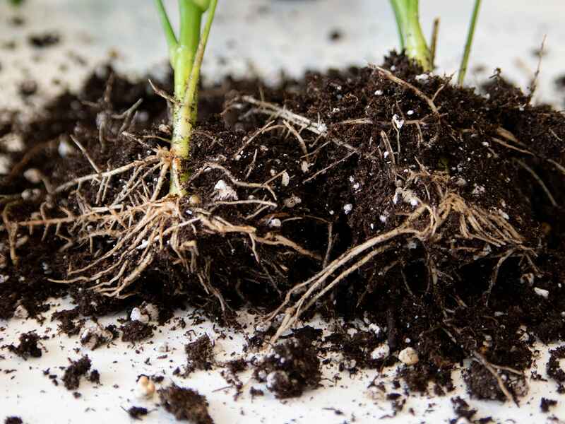 Pl&aacute;ntula joven con sistema radicular visible expandi&eacute;ndose a trav&eacute;s del suelo