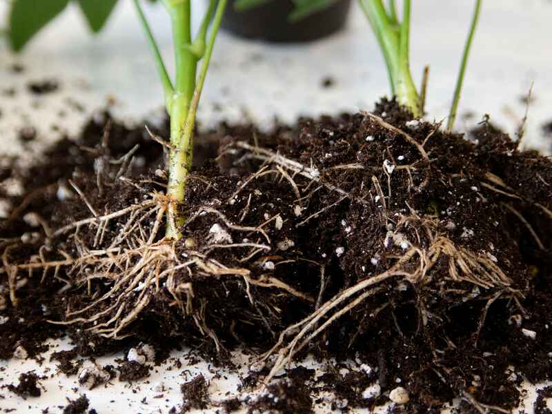 Young seedling with visible root system spreading through soil