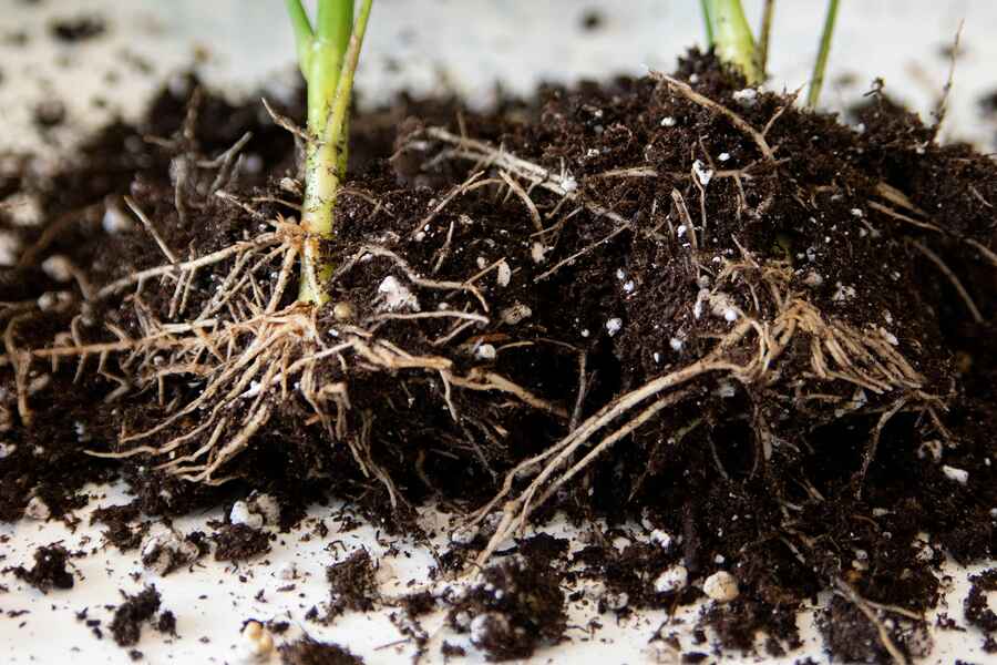 Pl&aacute;ntula joven con sistema radicular visible expandi&eacute;ndose a trav&eacute;s del suelo