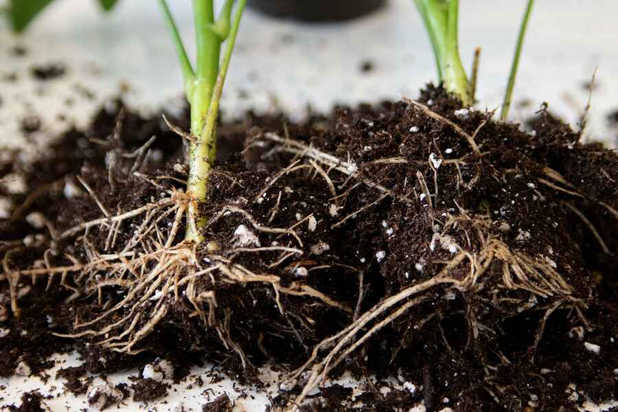 Young seedling with visible root system spreading through soil