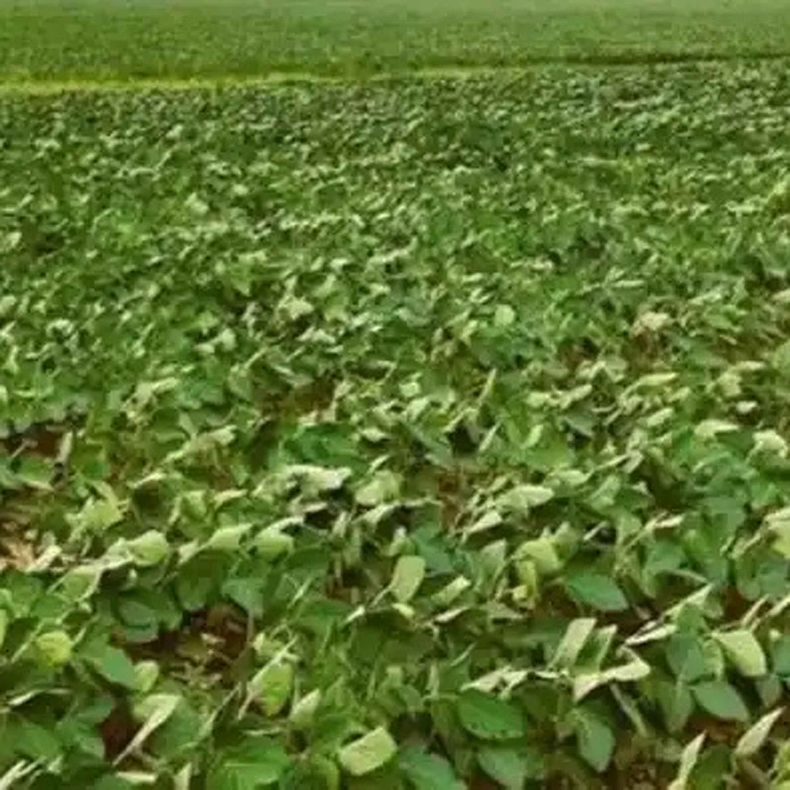 Soybean field with lush green plants growing in rows across fertile farmland