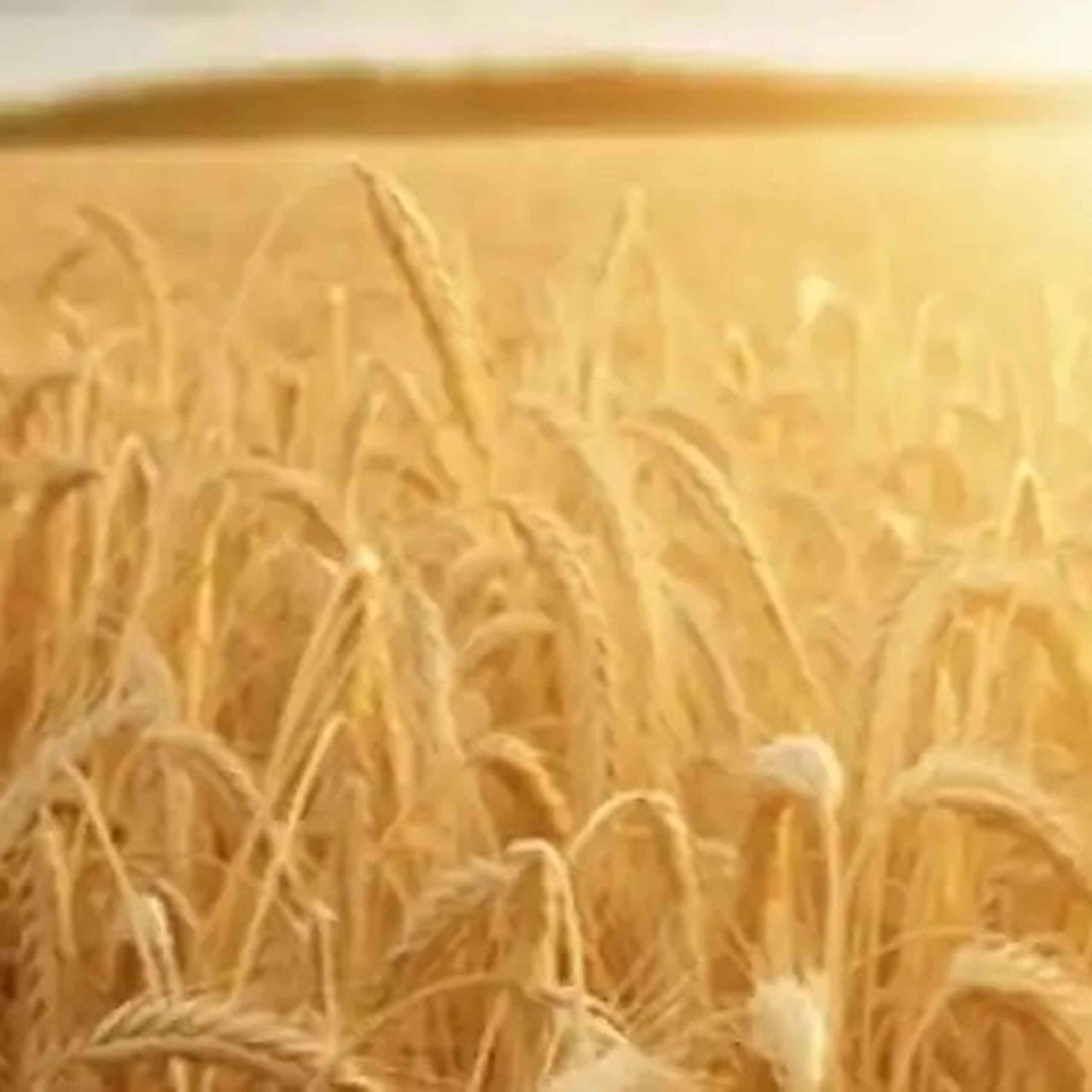 Golden wheat field at harvest time with sunlight streaming across the crops