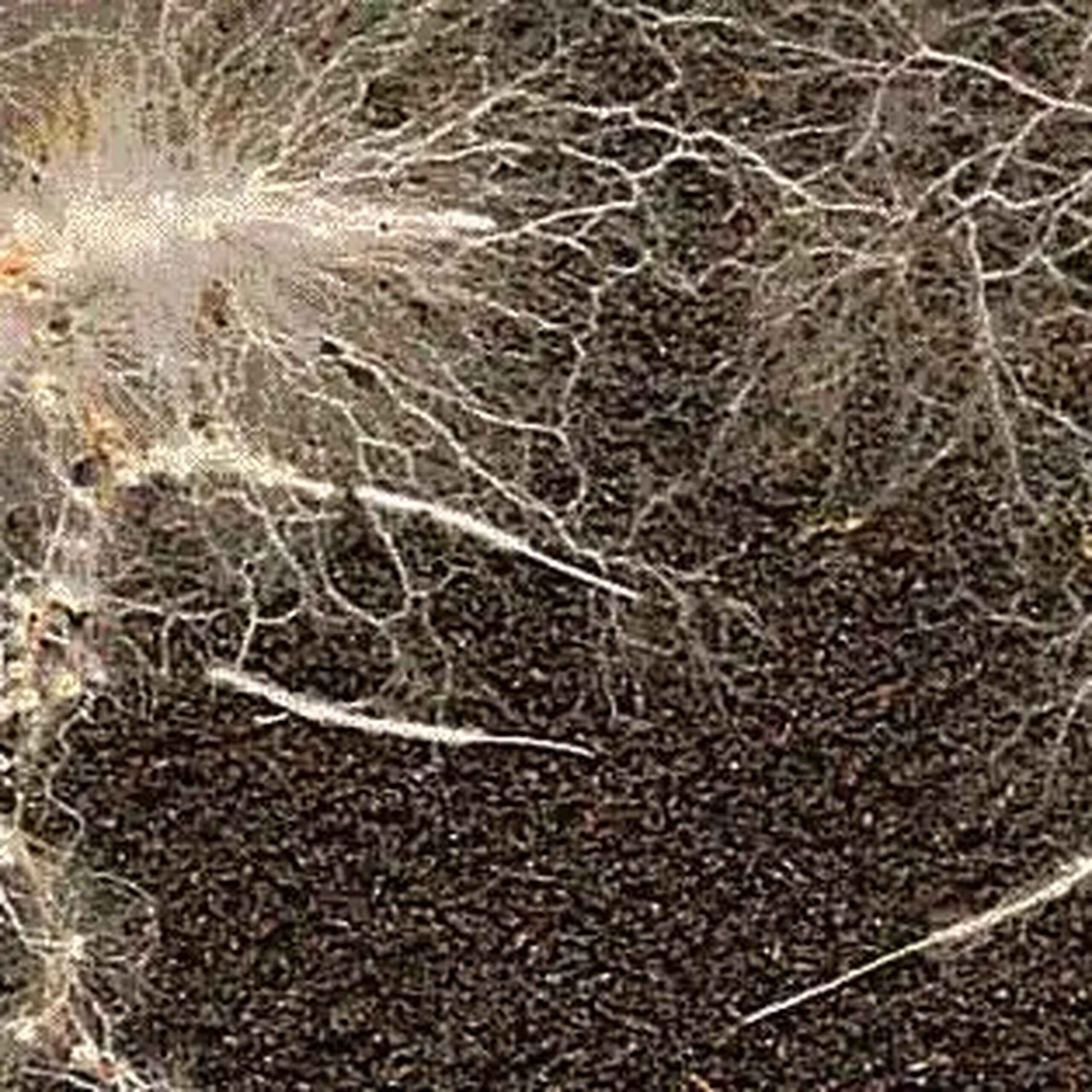 Mycorrhizal fungal network connecting plant roots underground in nutrient-rich soil