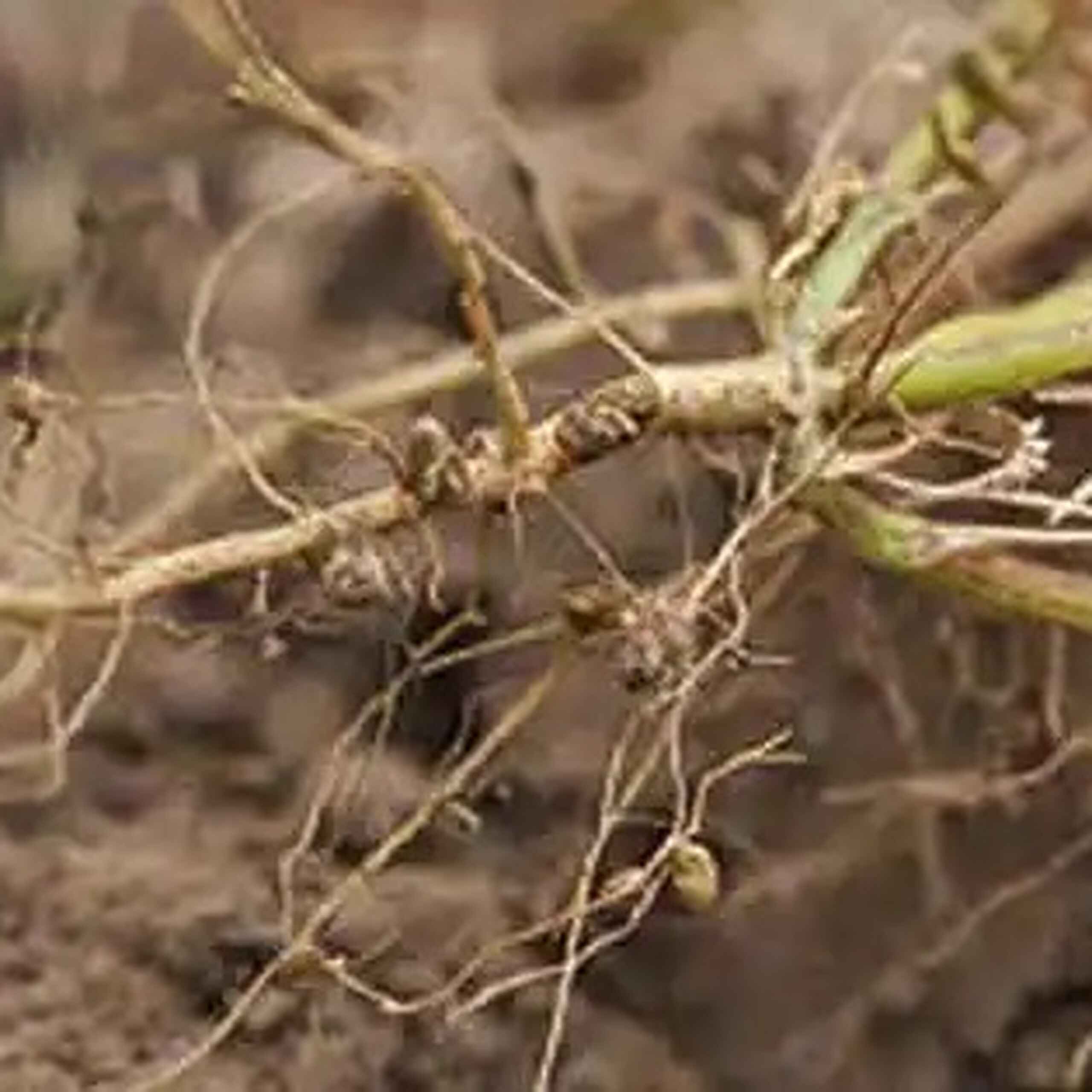 Close-up view of plant roots with soil particles and nodules containing nitrogen-fixing rhizobia bacteria