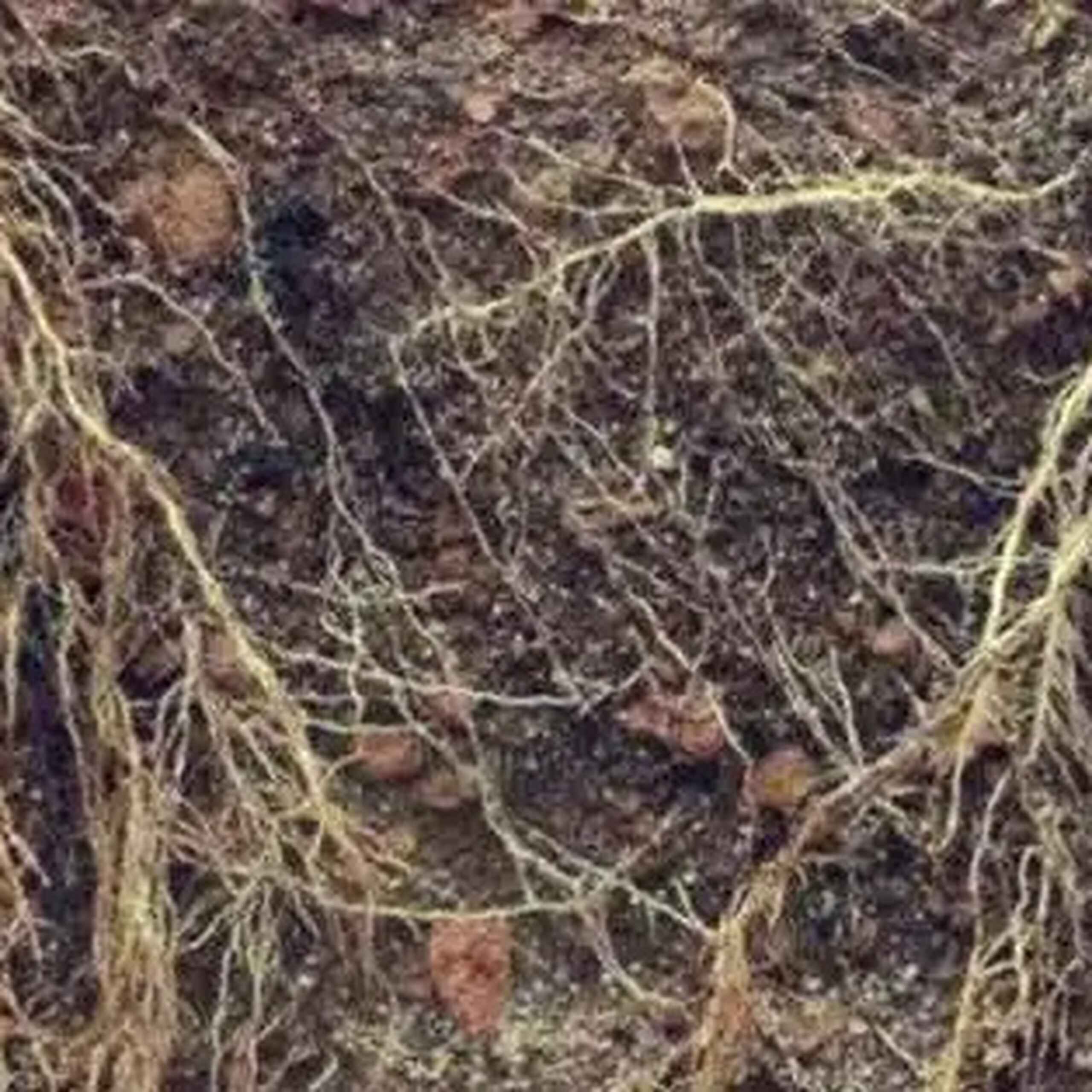 Root system with soil showing mycorrhizal network and rhizosphere interactions