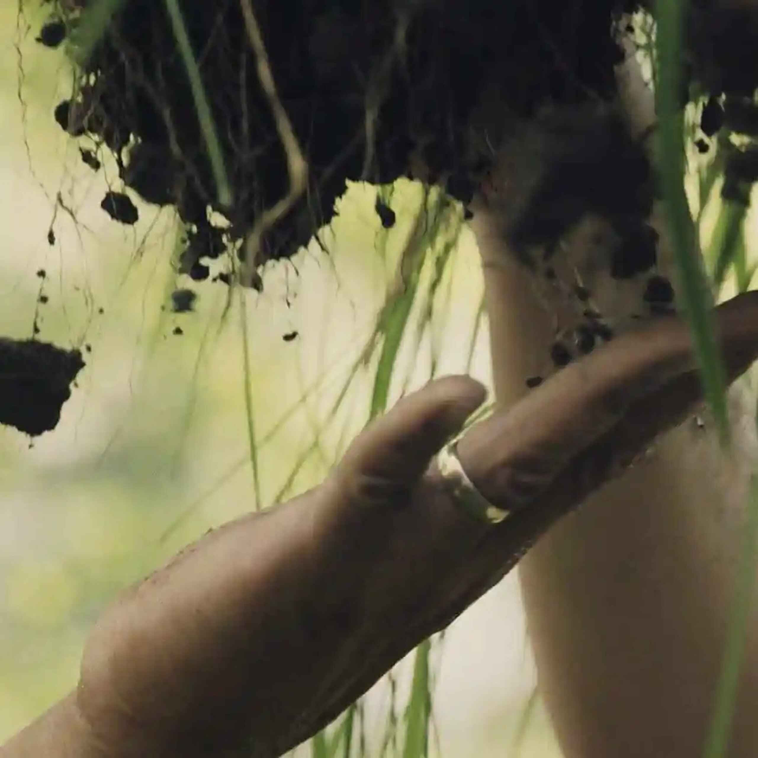 Hands examining plant roots in soil during agricultural education