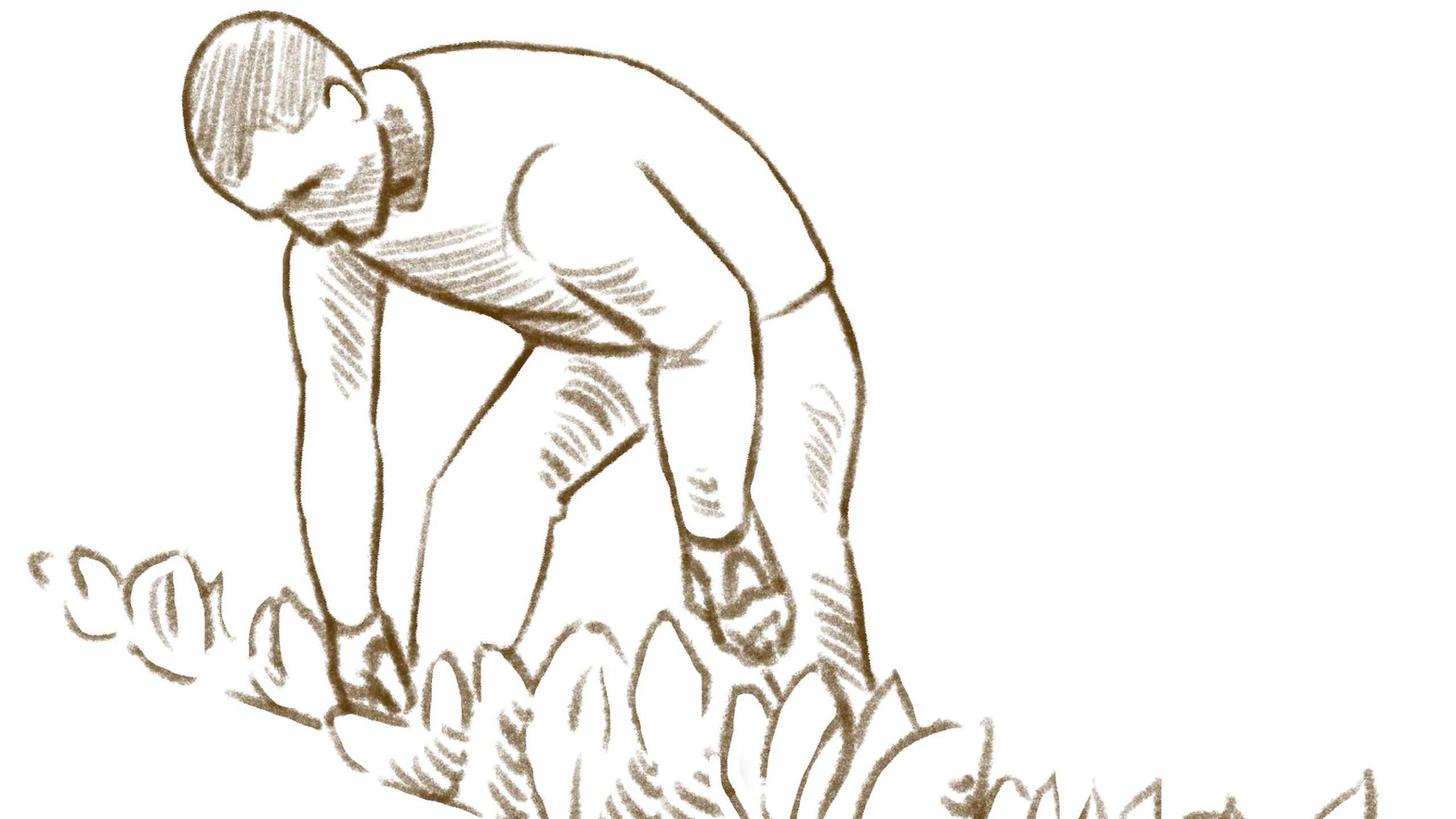 Person harvesting leafy vegetables from the ground