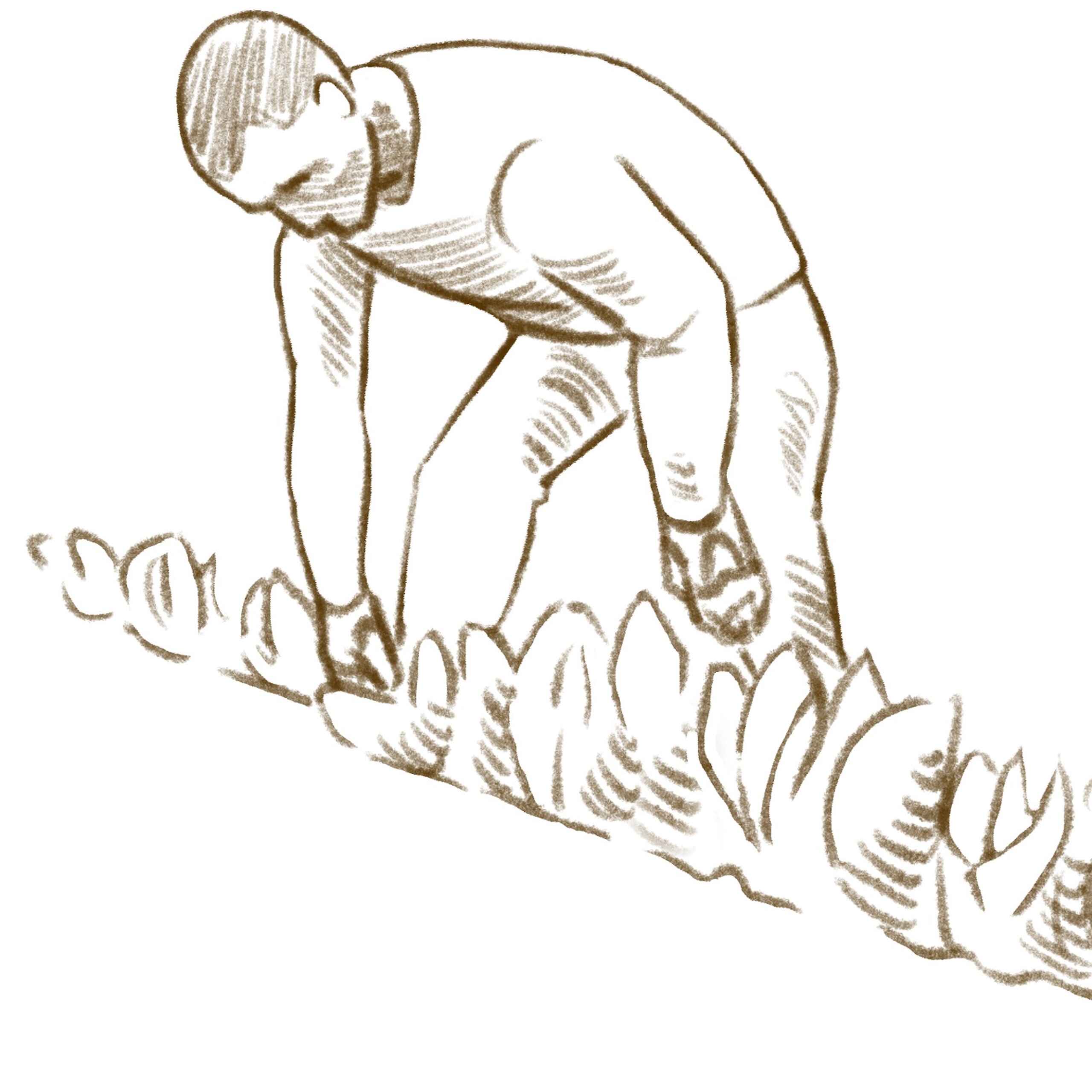 Person harvesting leafy vegetables from the ground