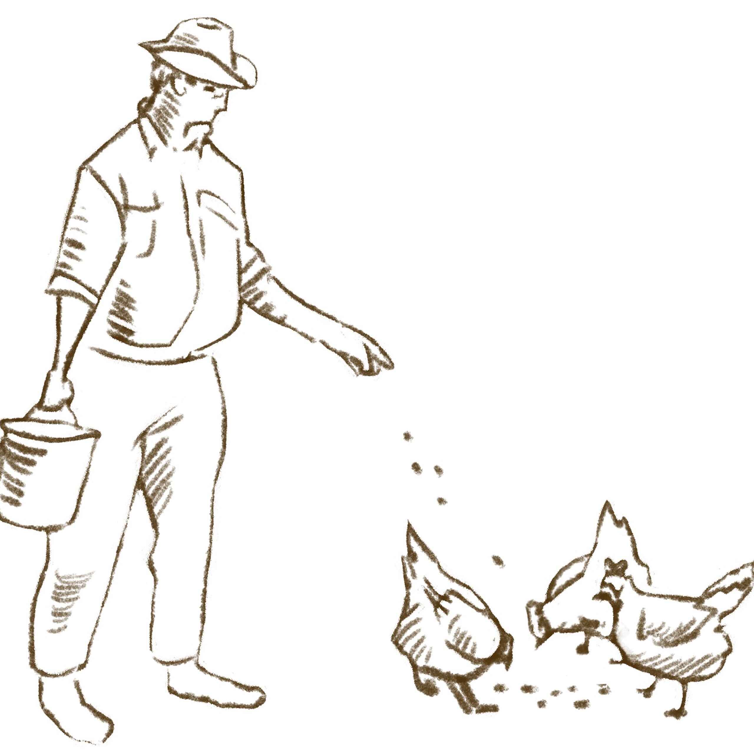 Farmer in work clothes and hat scattering seeds or feed to chickens