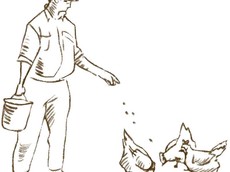 Agricultor con ropa de trabajo y sombrero esparciendo semillas o alimento a gallinas