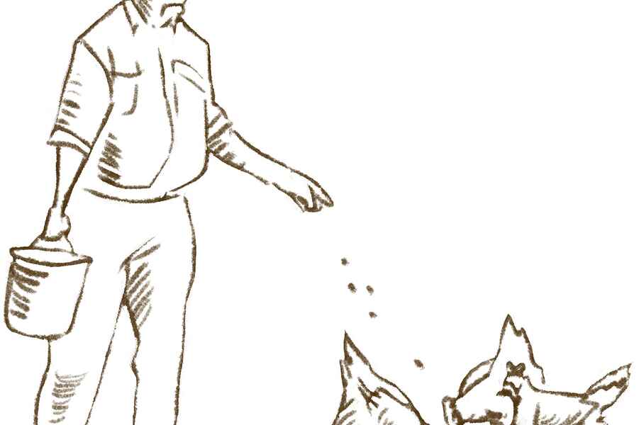 Farmer in work clothes and hat scattering seeds or feed to chickens