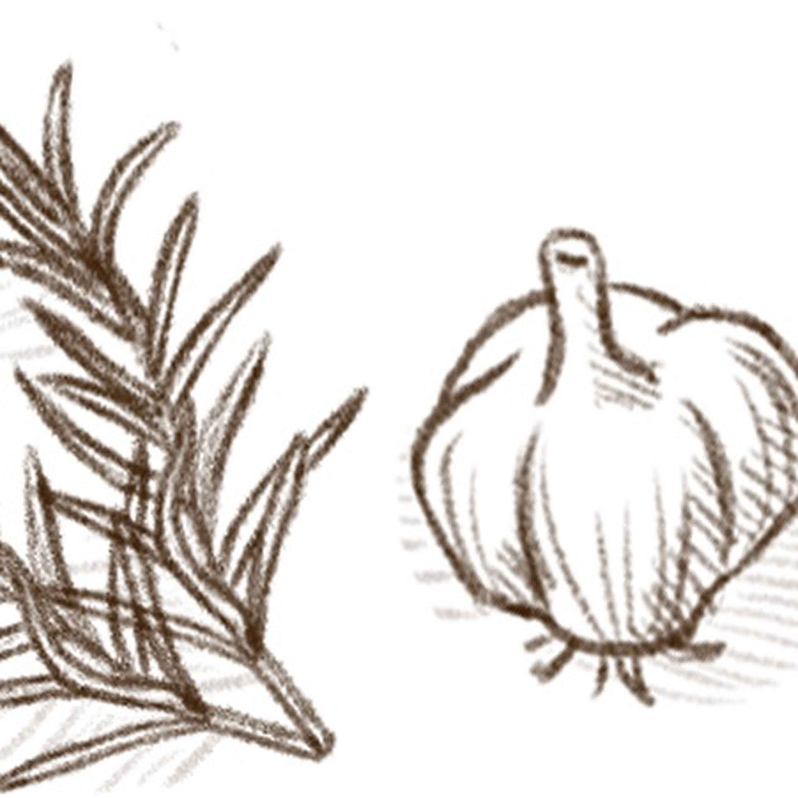 Hand-drawn illustrations of rosemary, garlic, and a pea pod