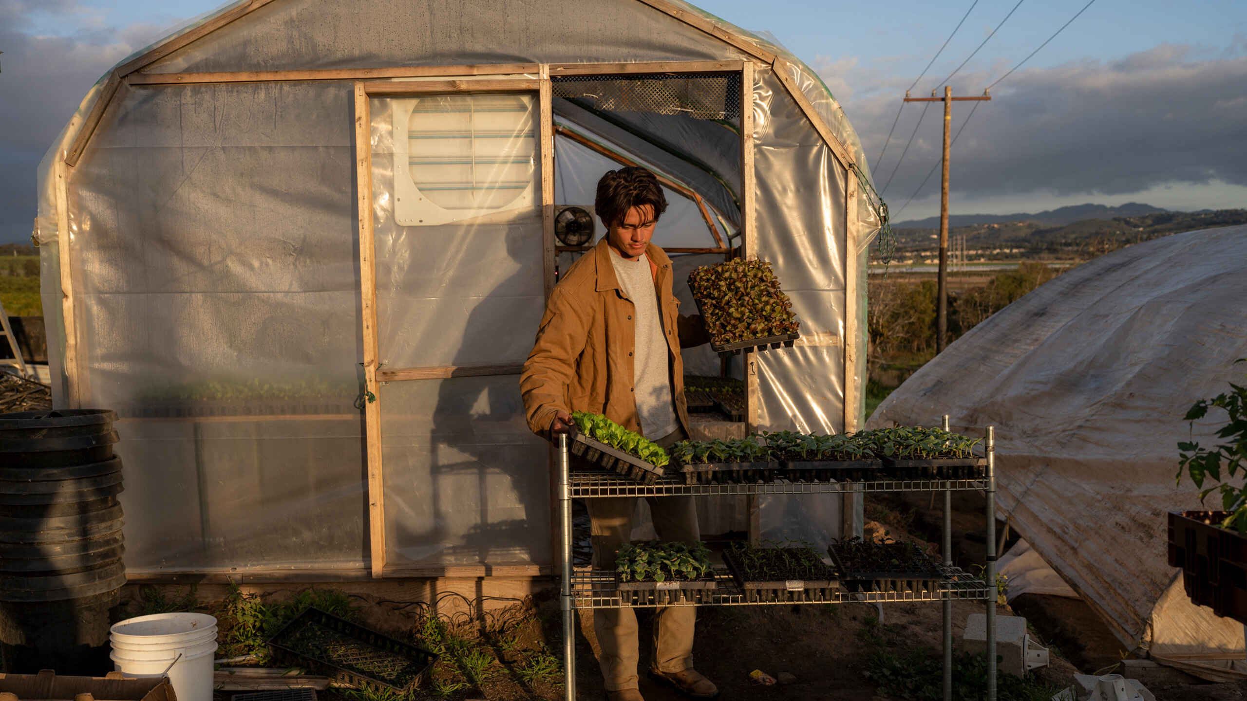 Person placing a tray of seedlings on a rack outside greenhouse at sunset