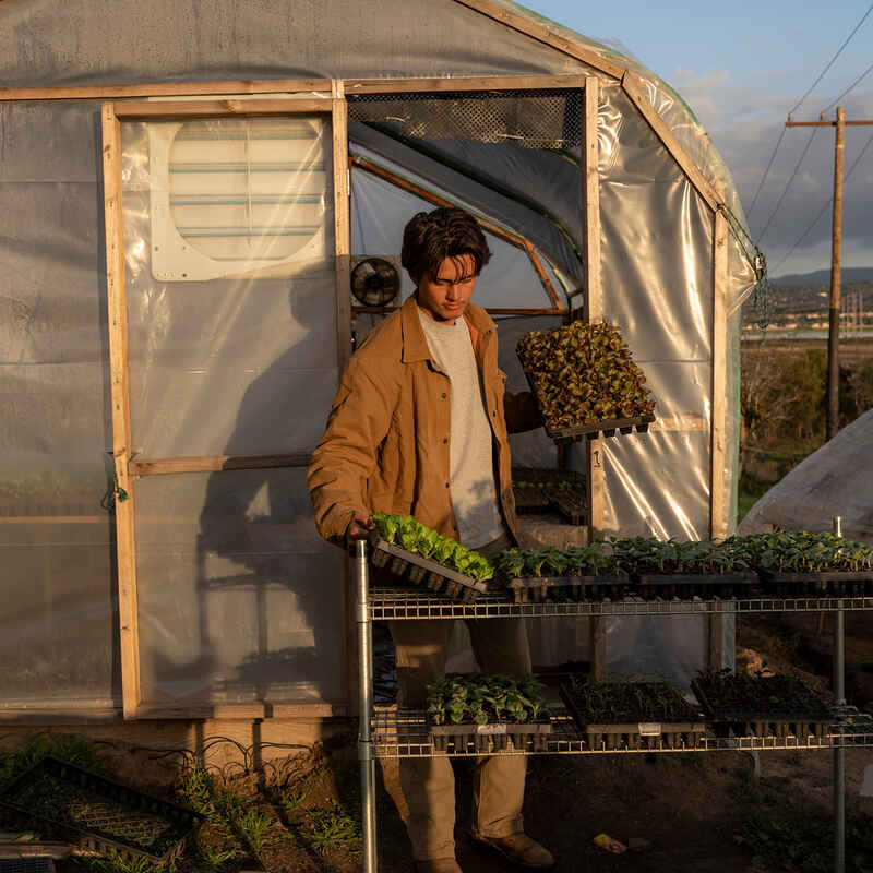 Person placing a tray of seedlings on a rack outside greenhouse at sunset