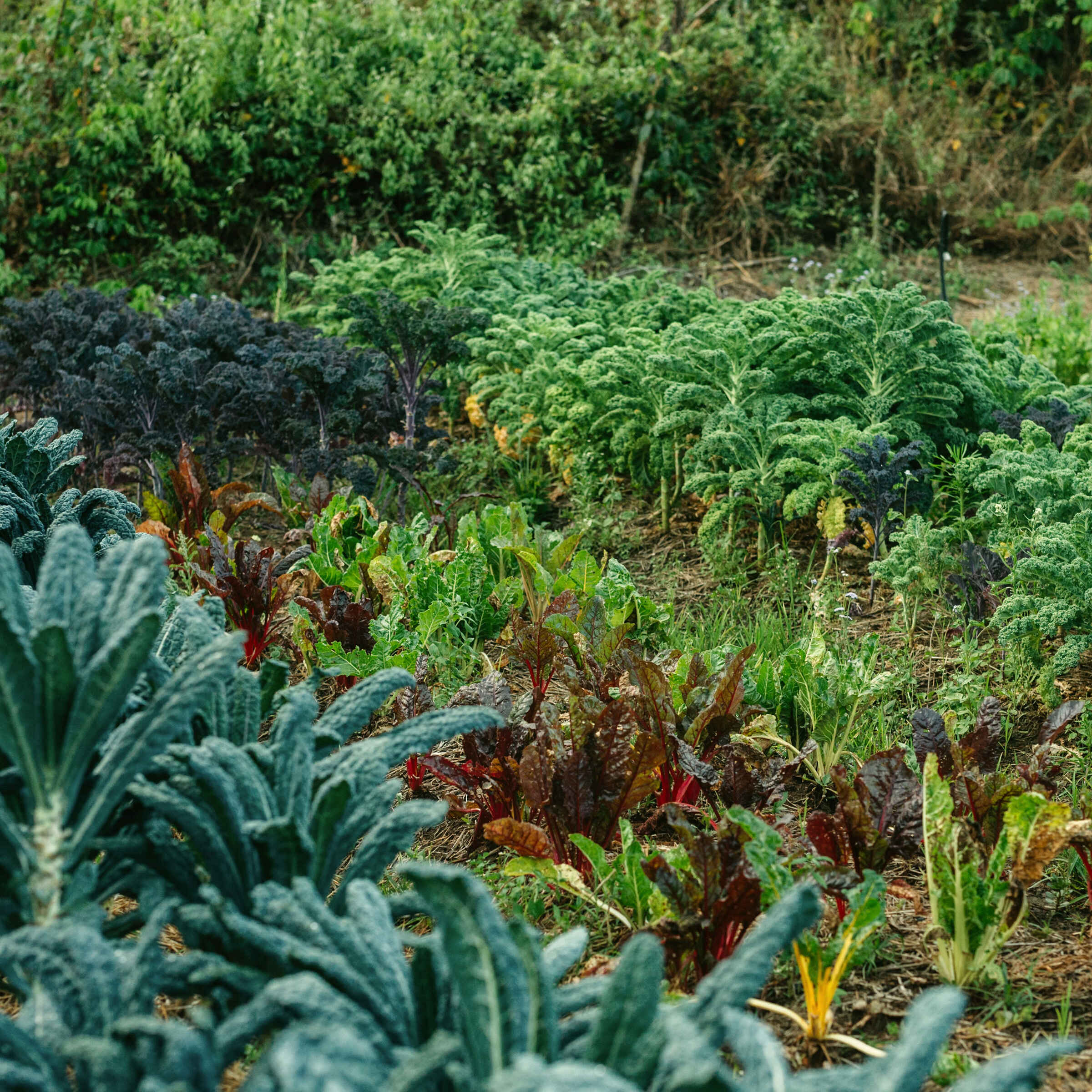 Raised bed of lacinato kale, curly kale, and rainbow chard in rich soil