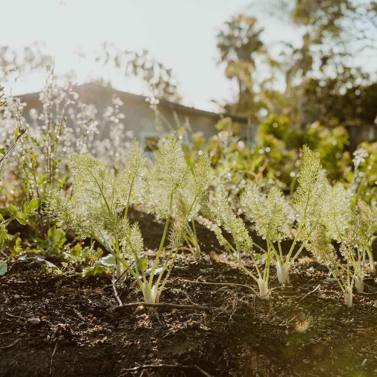 Young seedlings emerging from rich soil in a garden bed with flowering plants in the background