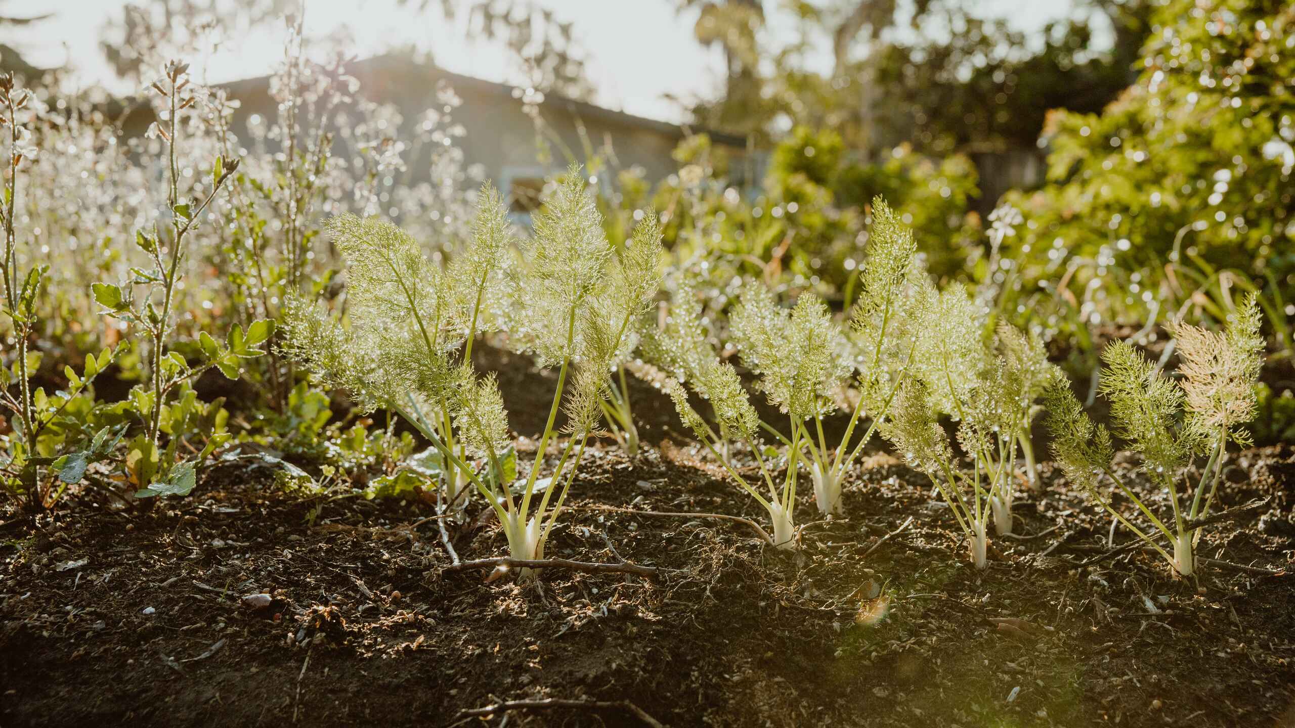 Young seedlings emerging from rich soil in a garden bed with flowering plants in the background